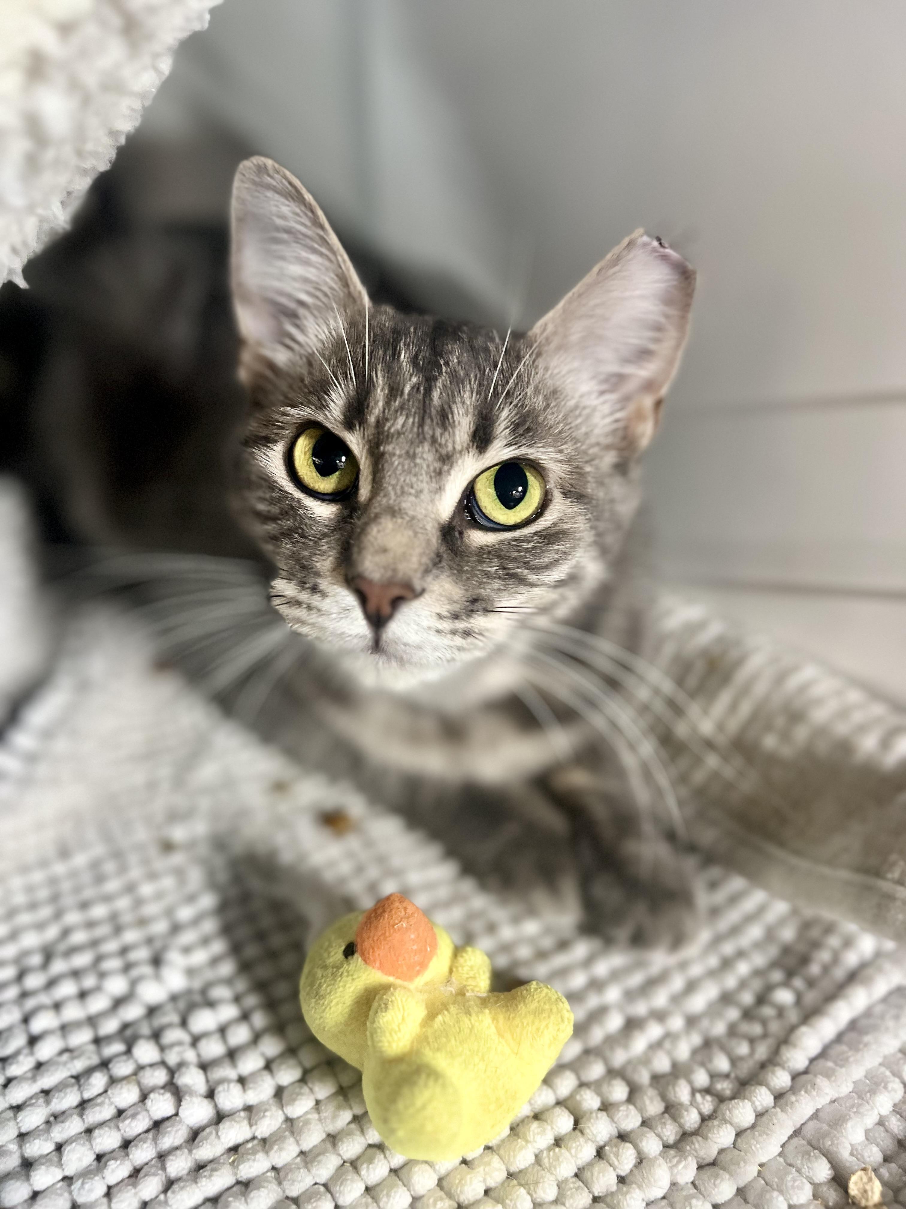Greta, a generous and incredbly sweet mama, a Adoptable American Shorthair in The Dalles, OR image 1/2