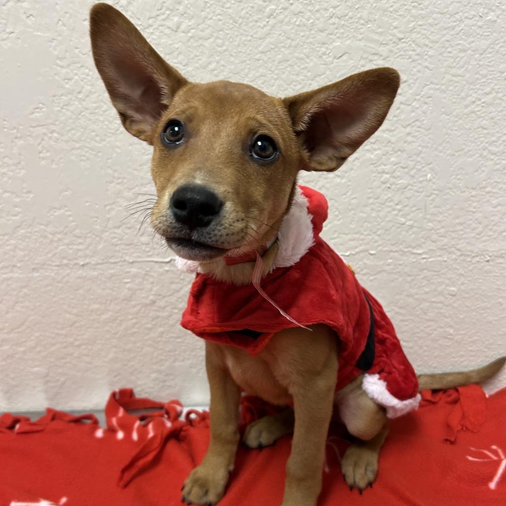 893 (2025) Cole, Adoptable, Puppy Male Shepherd.