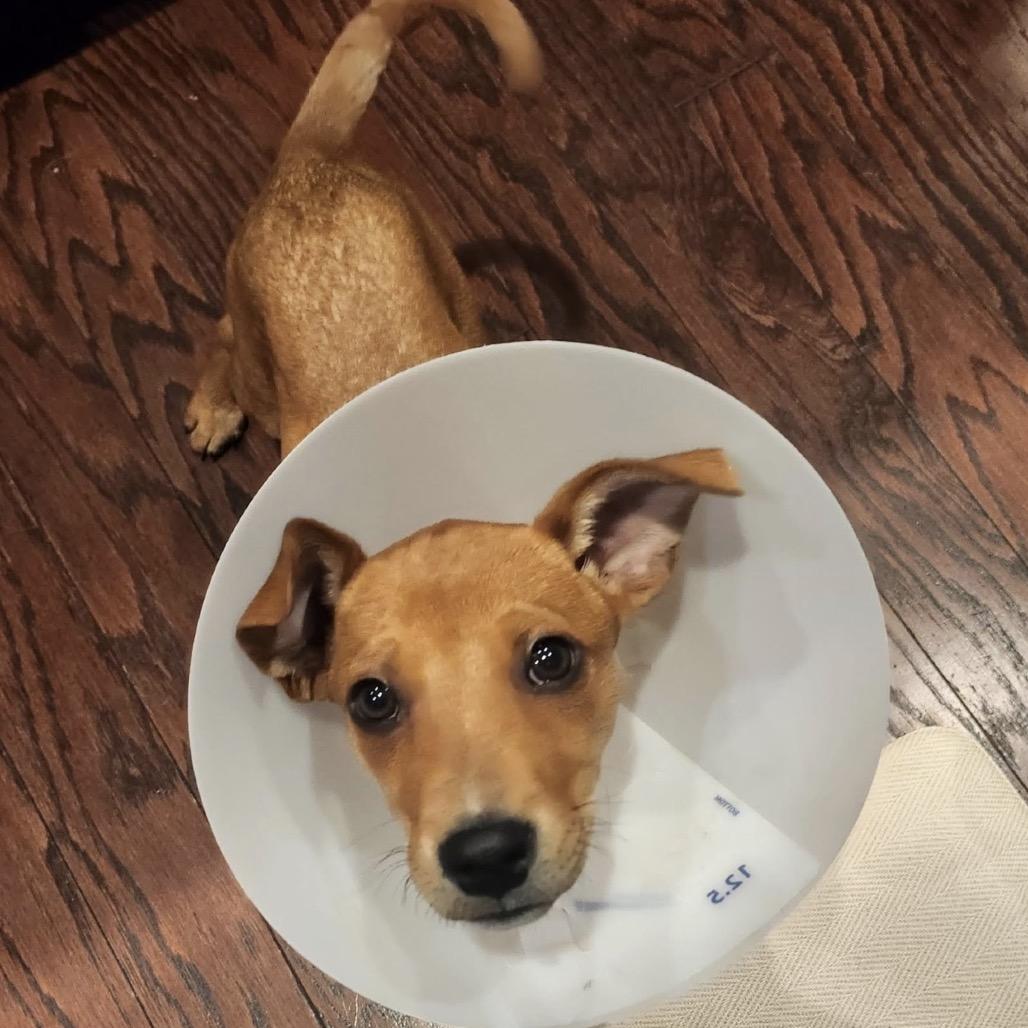 Enlarge 893 (2025) Cole, a Adoptable Shepherd in Parker, CO image 2/6