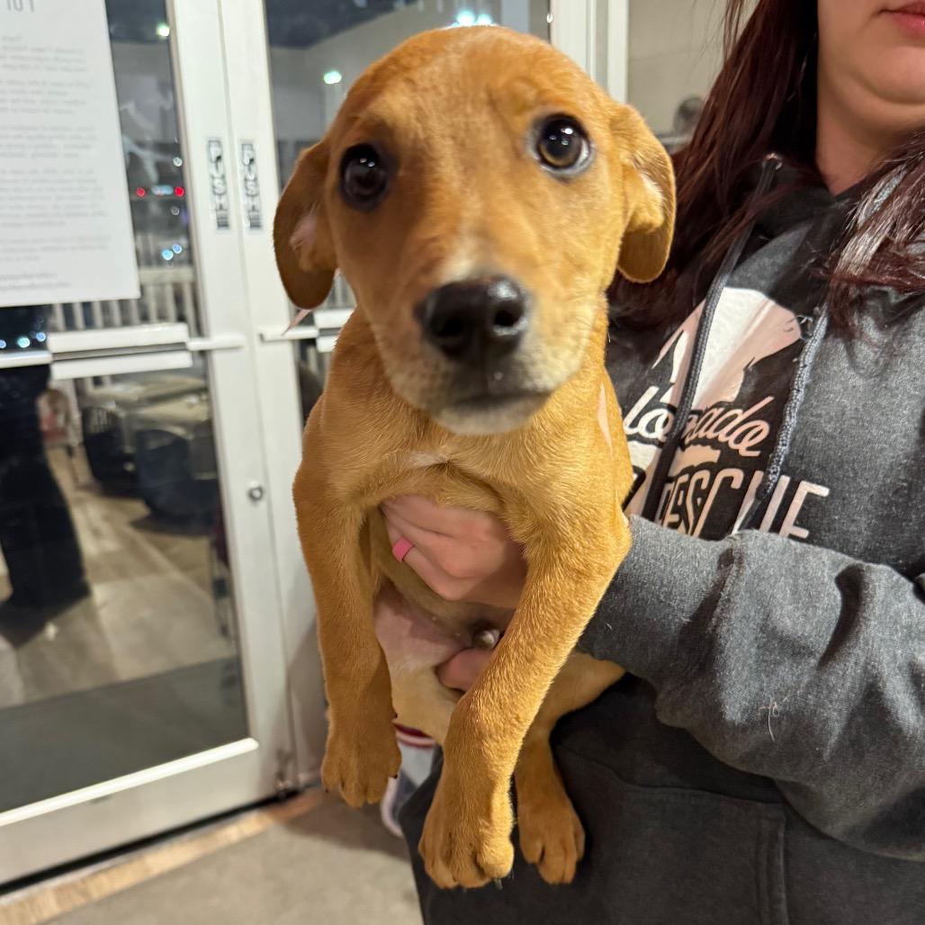 Enlarge 893 (2025) Cole, a Adoptable Shepherd in Parker, CO image 3/6