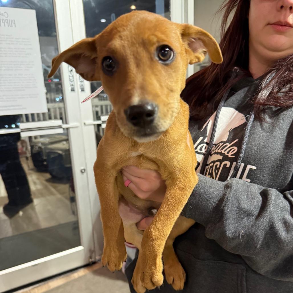 Enlarge 893 (2025) Cole, a Adoptable Shepherd in Parker, CO image 4/6