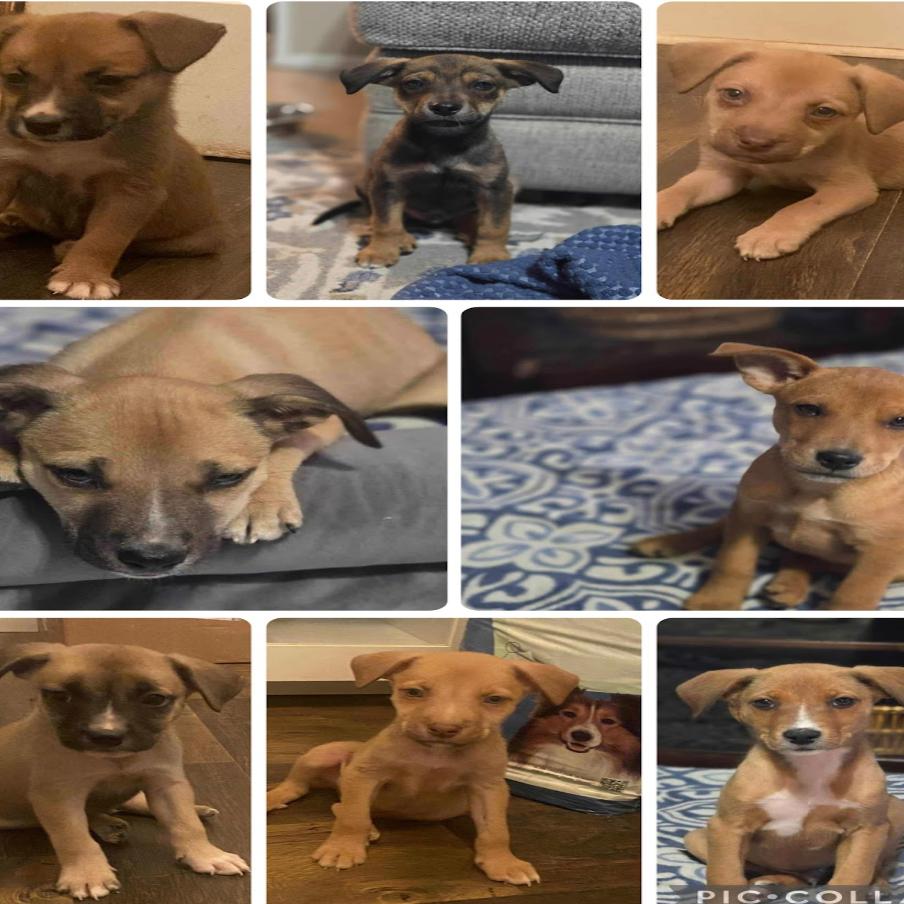 Enlarge 893 (2025) Cole, a Adoptable Shepherd in Parker, CO image 5/6