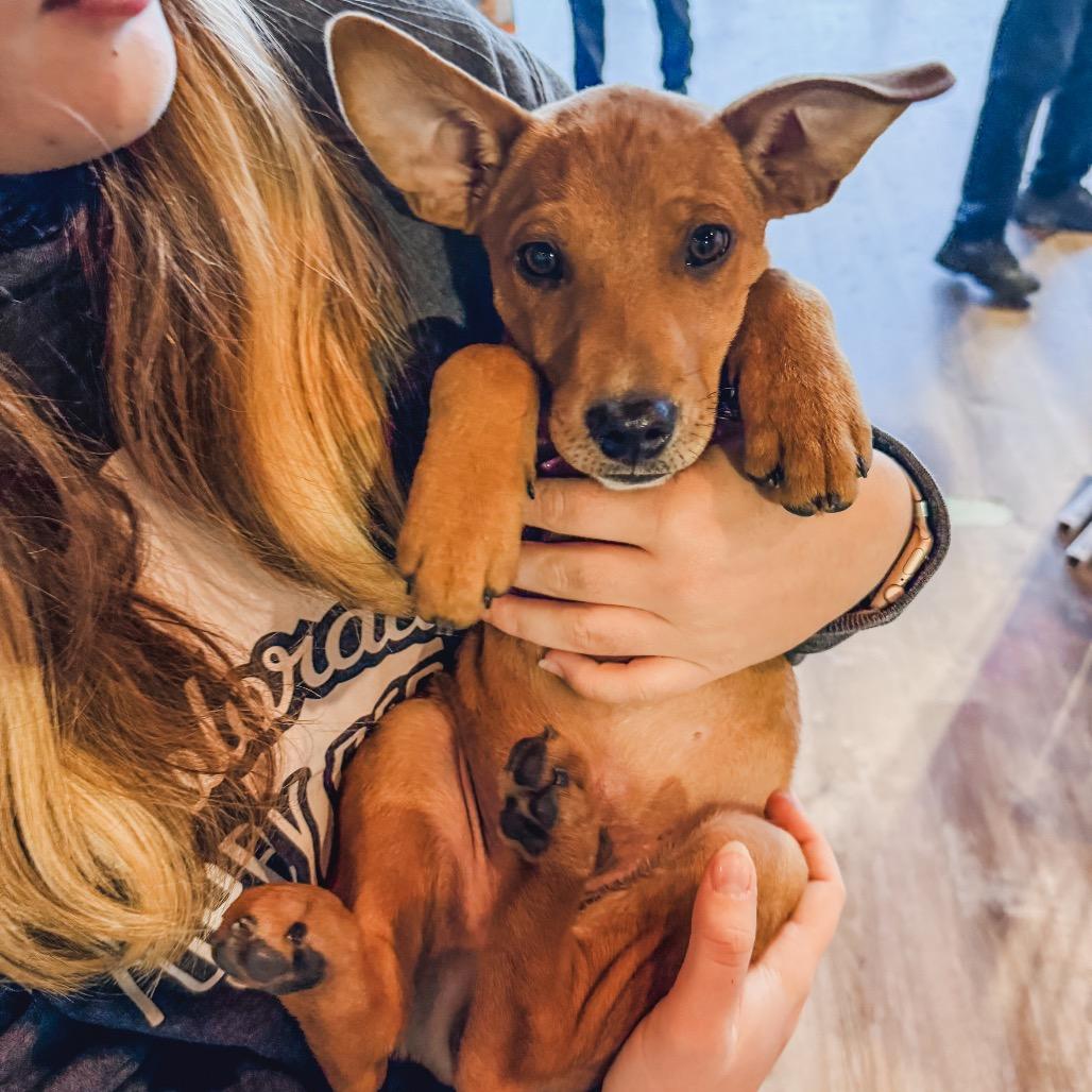 Enlarge 893 (2025) Cole, a Adoptable Shepherd in Parker, CO image 6/6