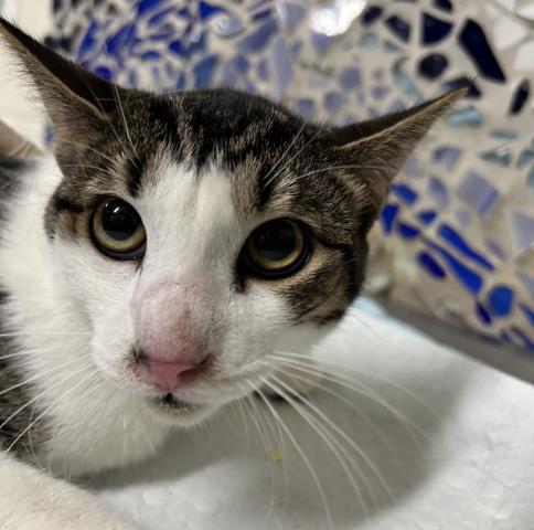 PRINCE, Adoptable, Young Male Domestic Short Hair.
