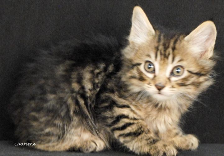 Rummy, Adoptable, Kitten Male Tabby.