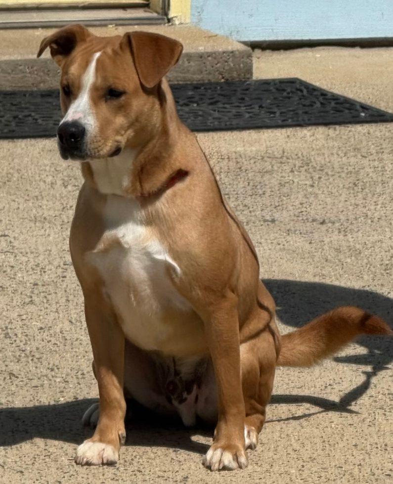 Pretzel, Adoptable, Young Male Hound.