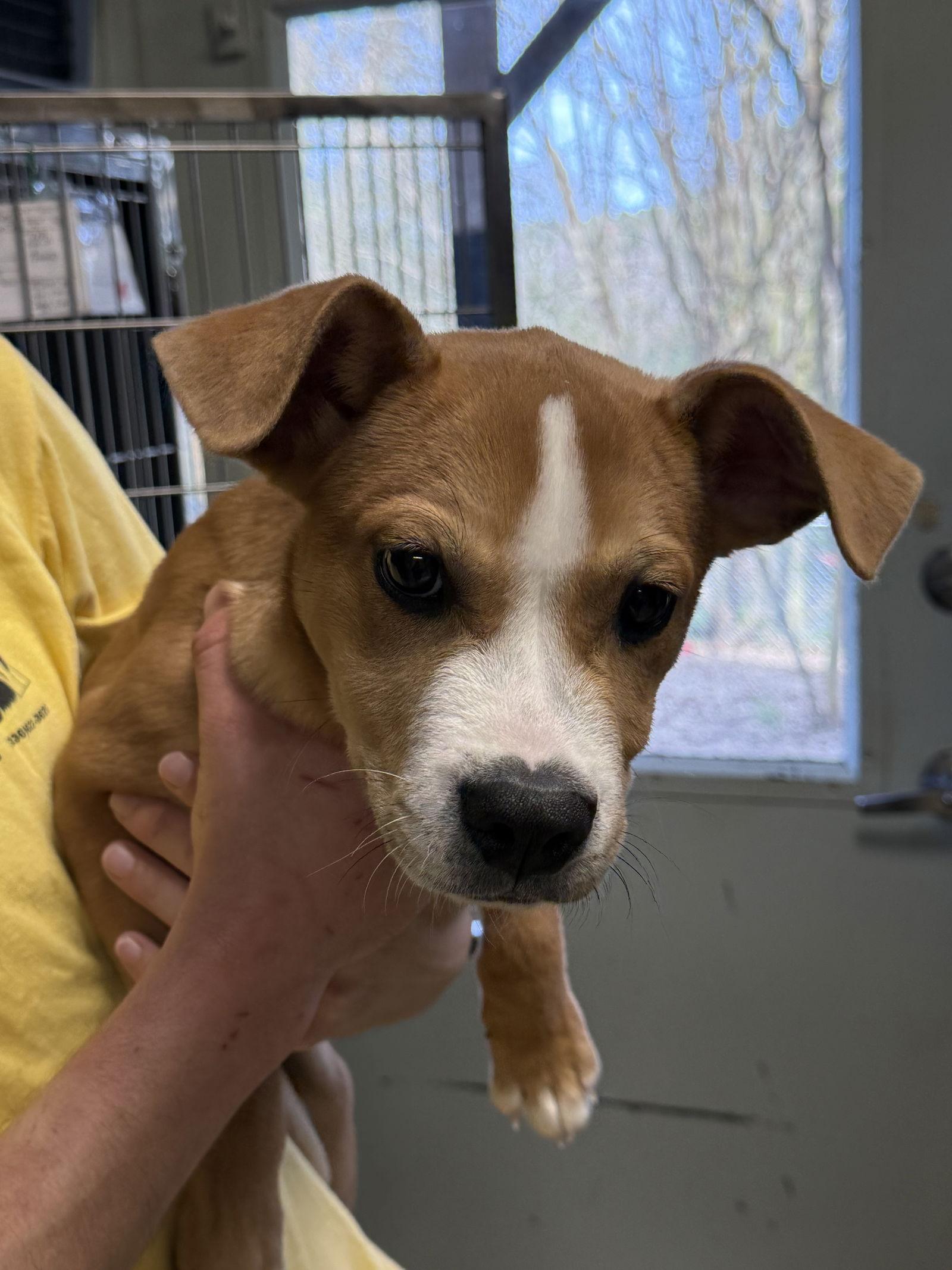 Pretzel, Adoptable, Young Male Hound.