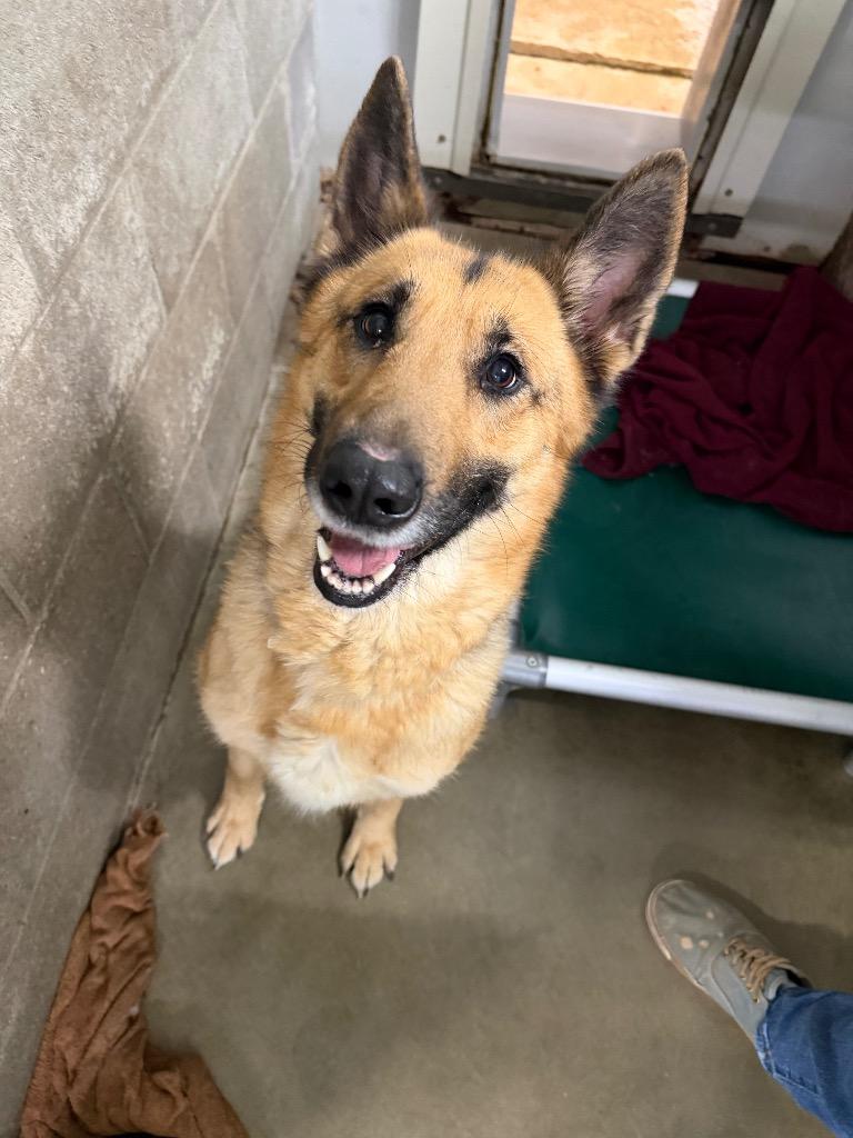 Thora, Adopted, Adult Female German Shepherd Dog & Mixed Breed.