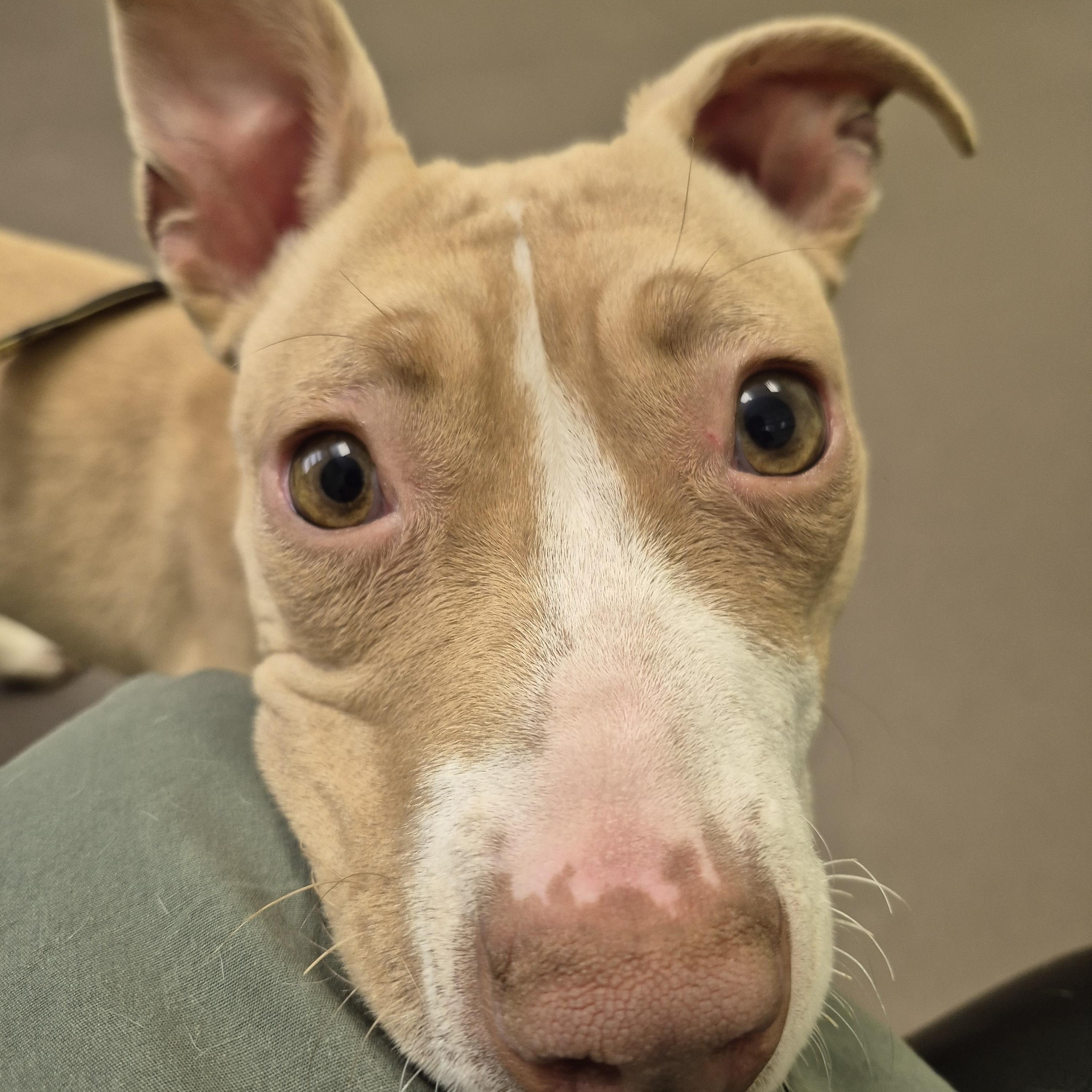 Enlarge Cupcake, an adoptable mixed breed in metairie, LA image 3/3