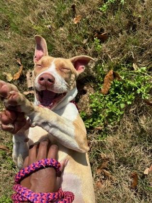 Enlarge Cupcake, an adoptable mixed breed in metairie, LA image 2/3