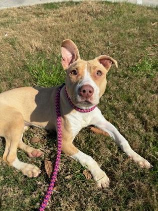 Enlarge Cupcake, an adoptable mixed breed in metairie, LA image 1/3