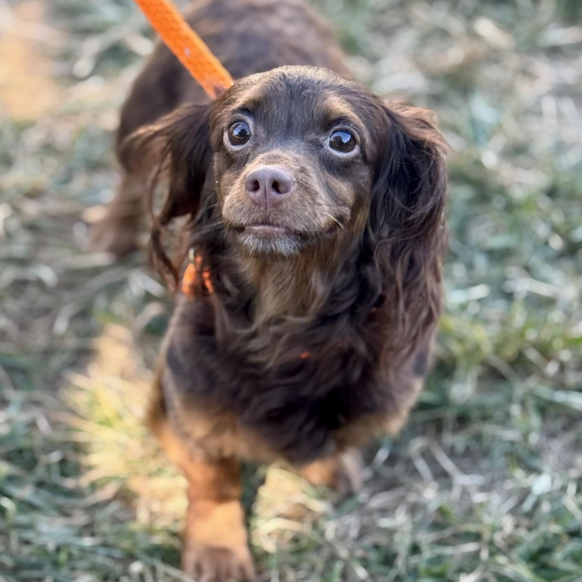 Macy (CONC-A-8965) & Teddy Vance (CONC-A-8966)