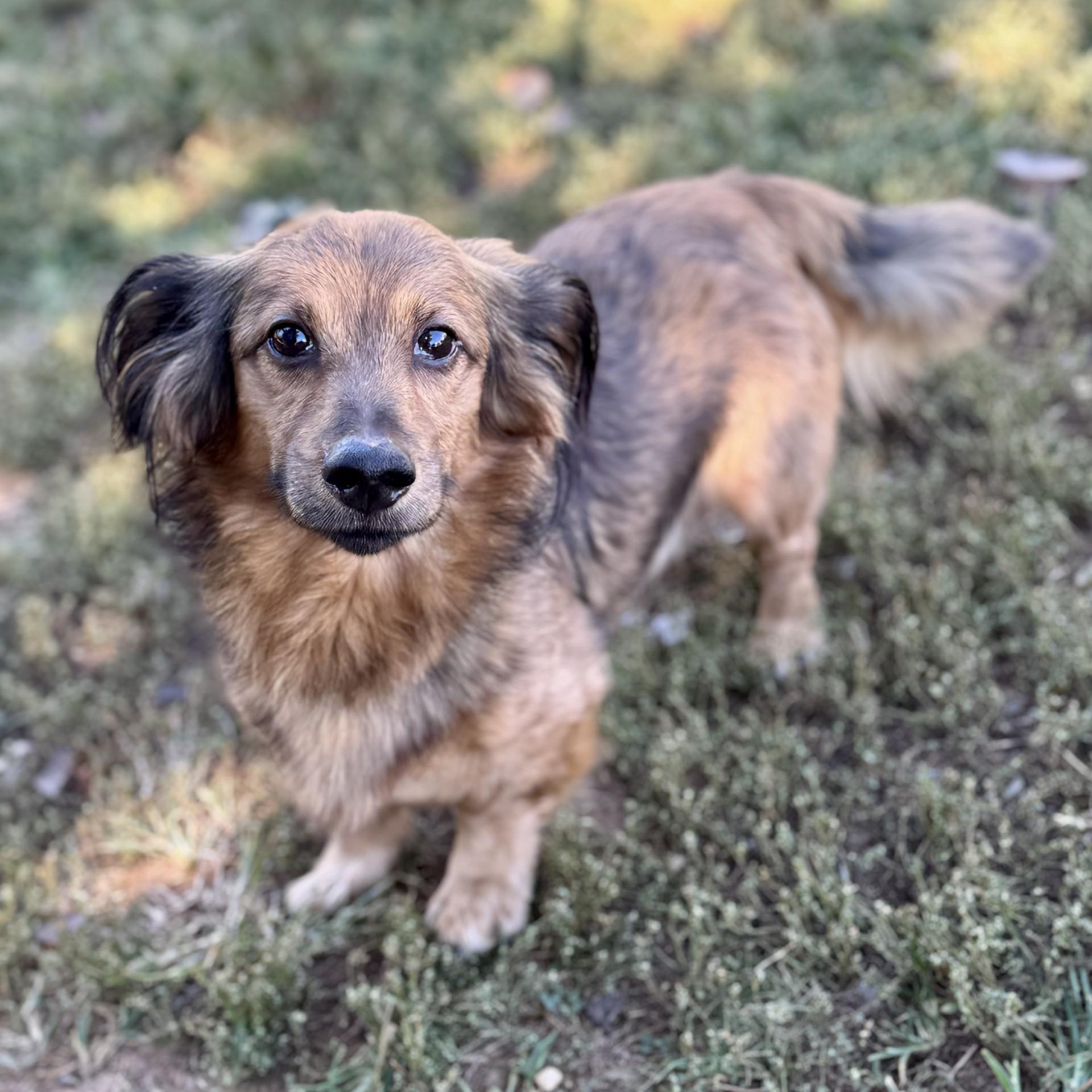 Macy (CONC-A-8965) & Teddy Vance (CONC-A-8966)