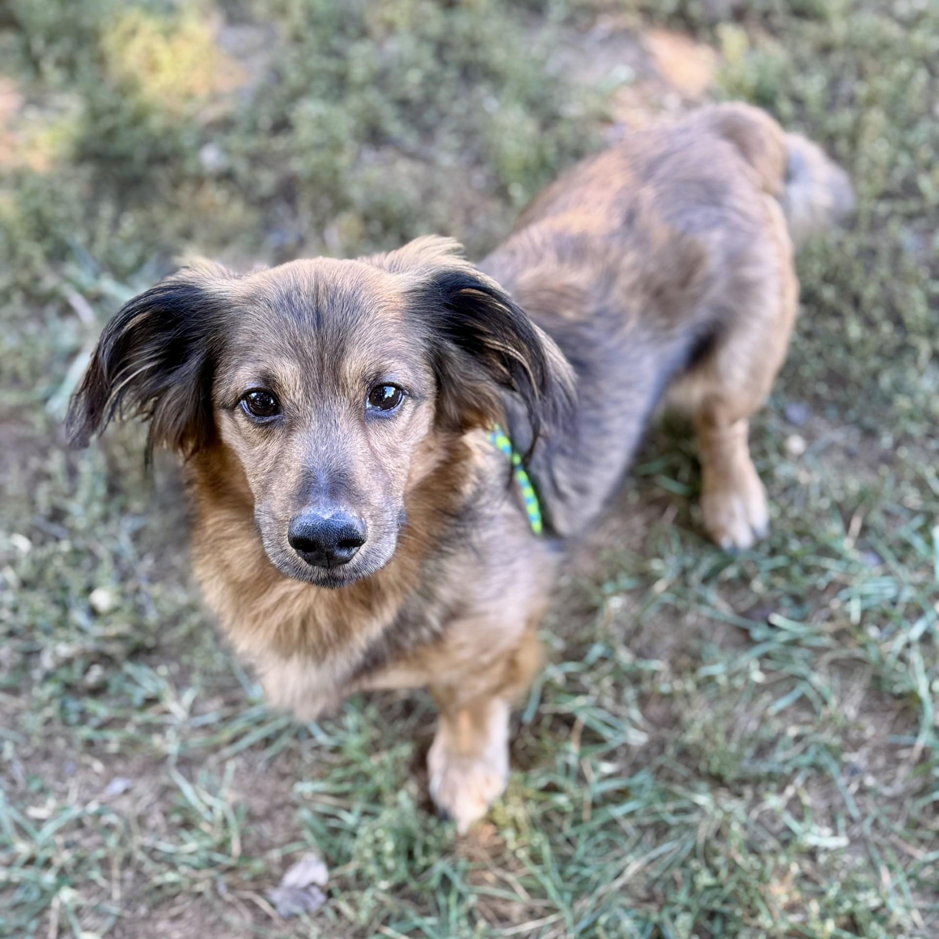 Macy (CONC-A-8965) & Teddy Vance (CONC-A-8966)