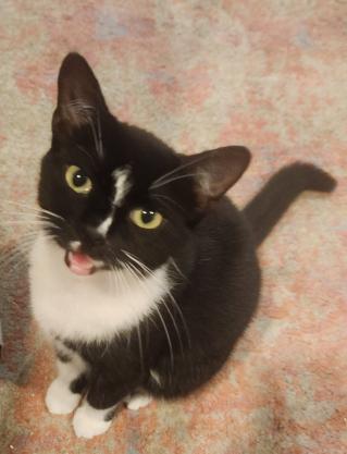 Enlarge LOLA & LIZZY , a Adoptable Domestic Short Hair in Manchester, NH image 4/6