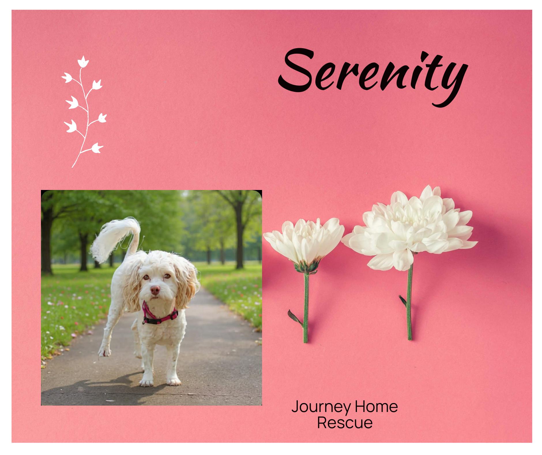 Enlarge Serenity, a ADOPTABLE mixed breed in East Wenatchee, WA image 1/1