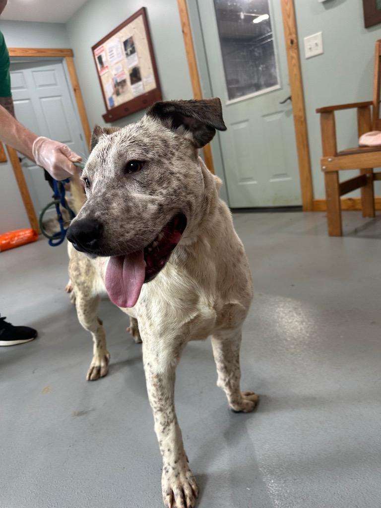 Mikey, Adoptable, Adult Male Mixed Breed.