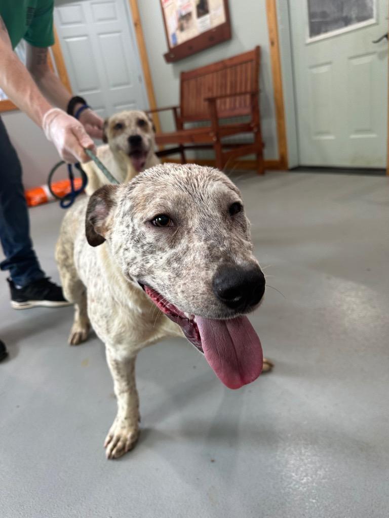 Enlarge Mikey, a Adoptable mixed breed in Lawrenceburg, TN image 2/3