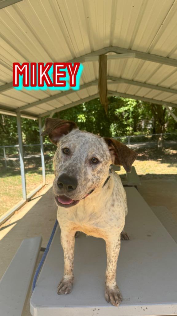 Enlarge Mikey, a Adoptable mixed breed in Lawrenceburg, TN image 3/3