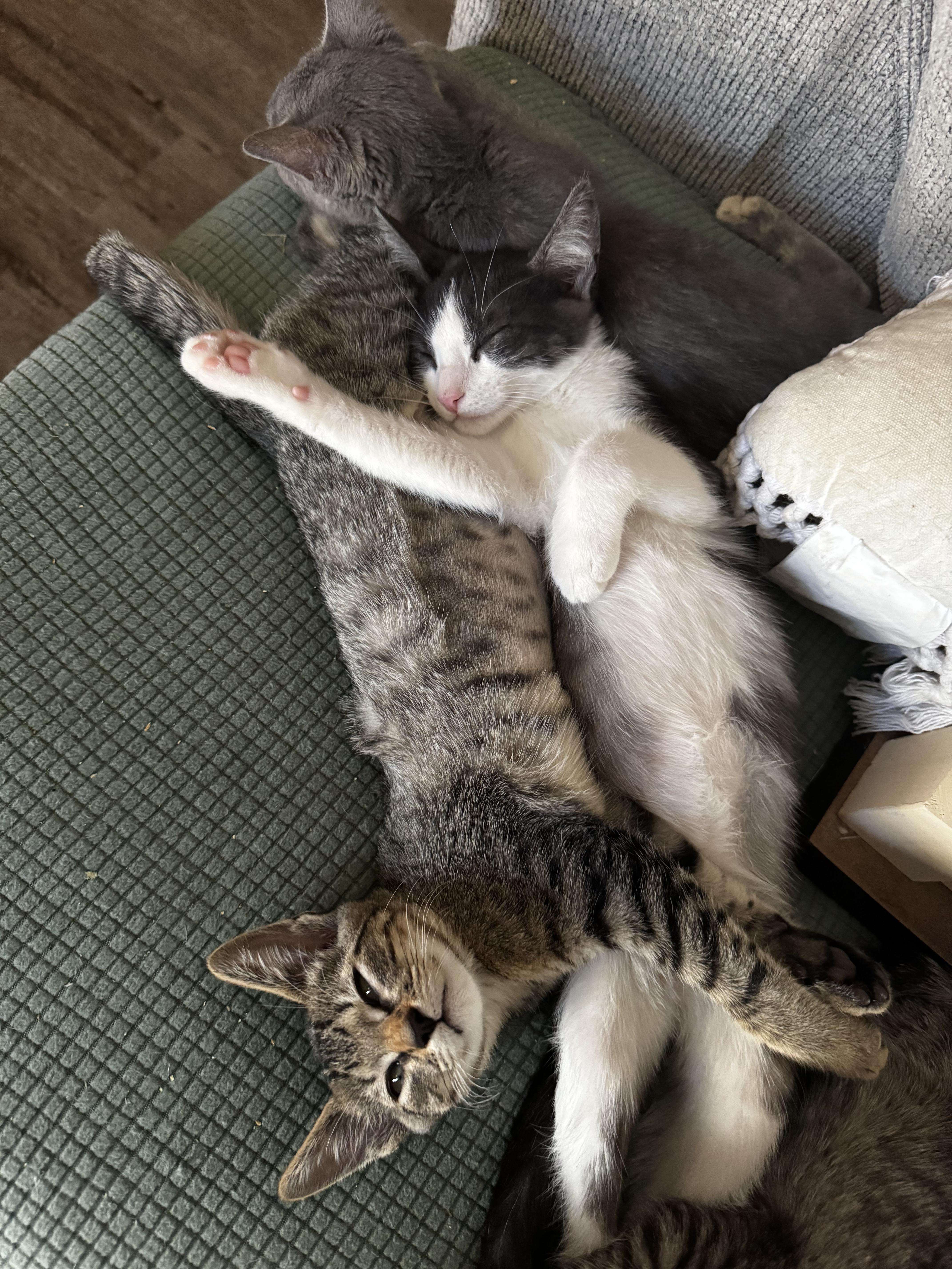 Enlarge Gatsby, a Adoptable Domestic Short Hair in Ripon, CA image 2/6