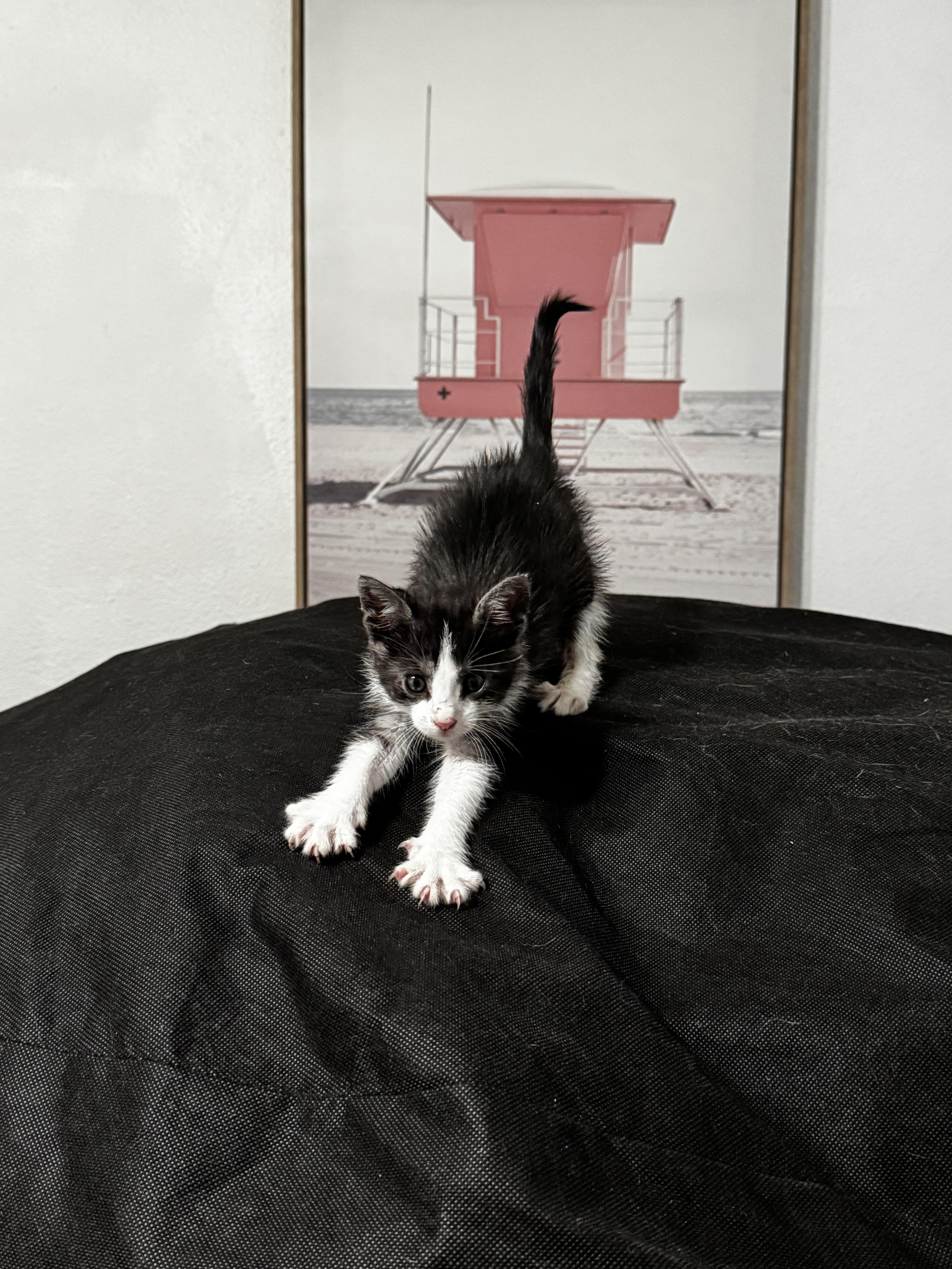 Enlarge Gatsby, a Adoptable Domestic Short Hair in Ripon, CA image 6/6