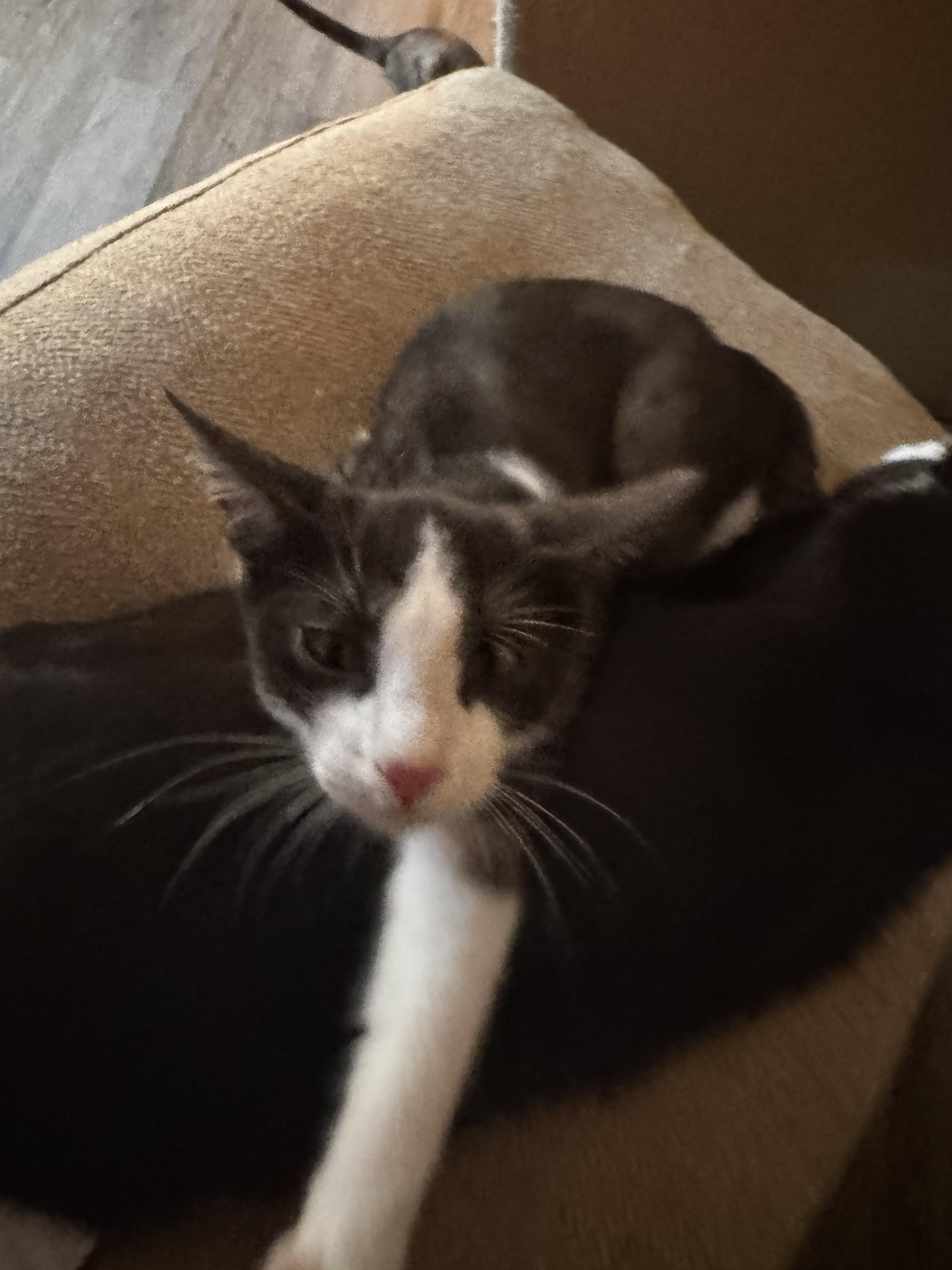 Enlarge Gatsby, a Adoptable Domestic Short Hair in Ripon, CA image 4/6
