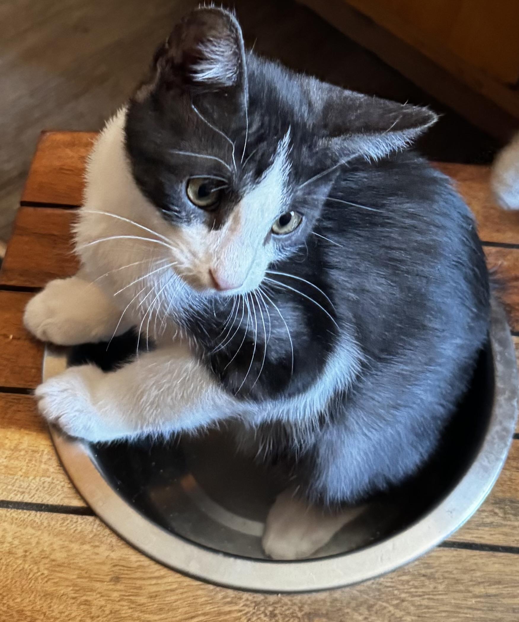 Gatsby, Adoptable, Young Male Domestic Short Hair.