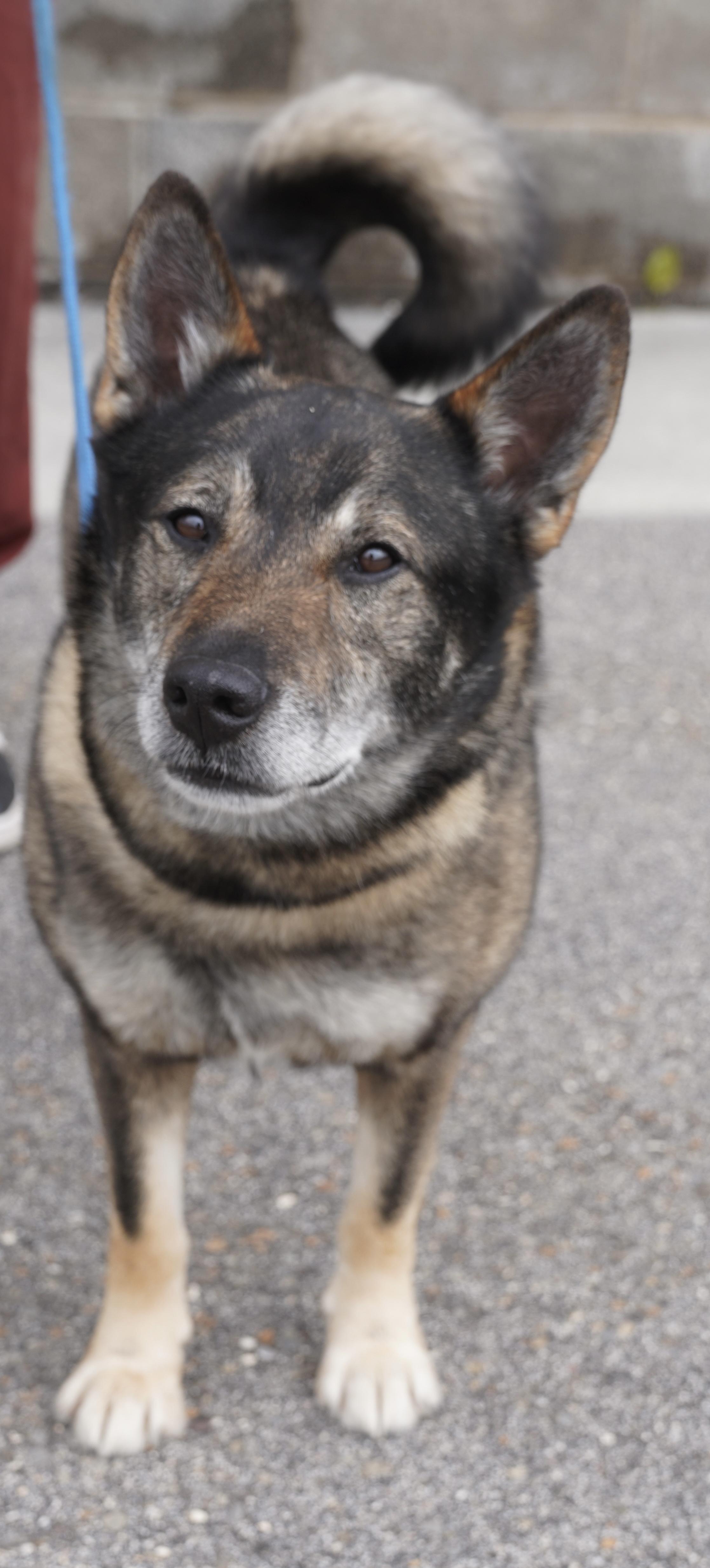 Enlarge Sarge , a ADOPTABLE Norwegian Elkhound in Pottsville, PA image 5/5