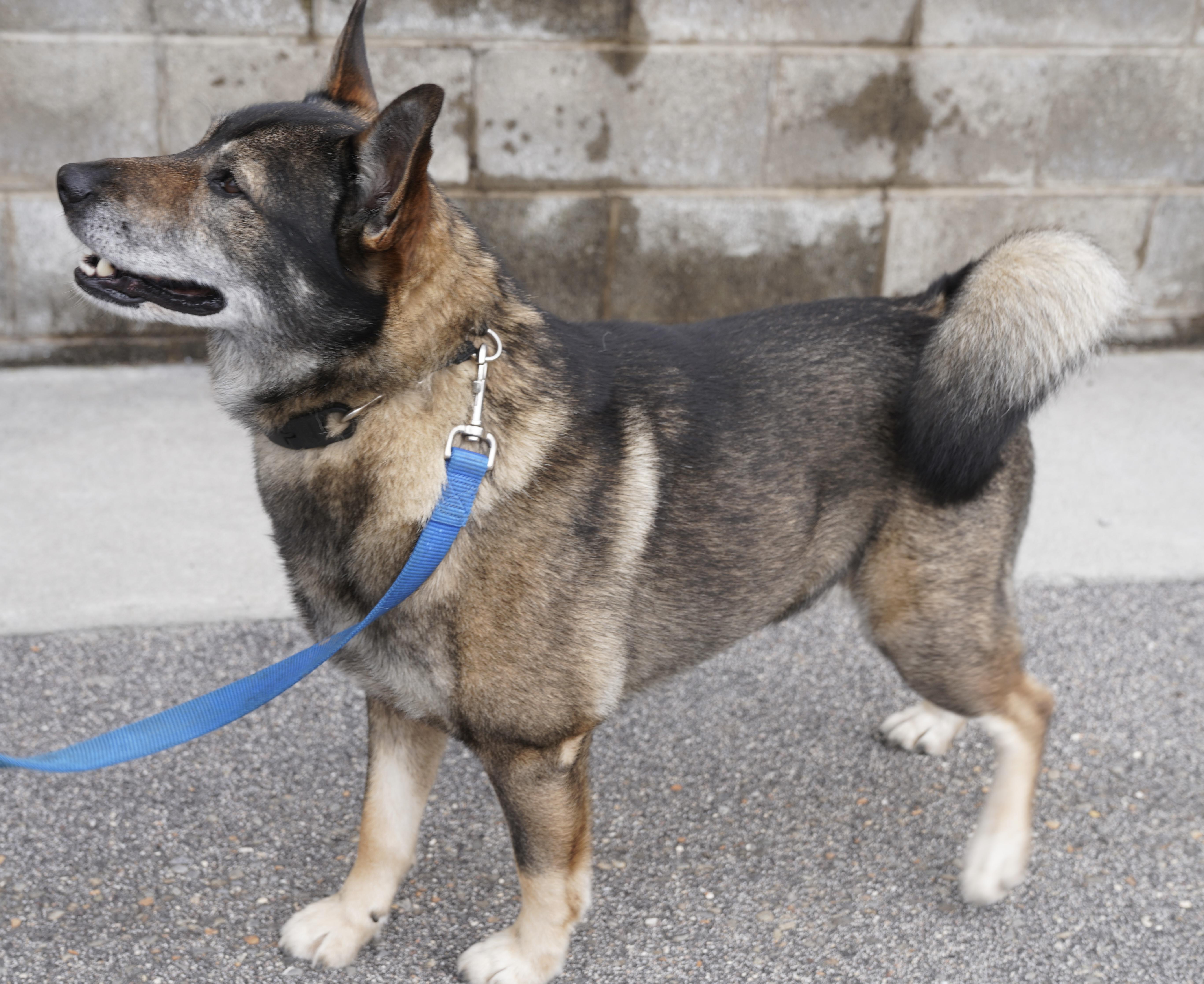 Enlarge Sarge , a ADOPTABLE Norwegian Elkhound in Pottsville, PA image 2/5