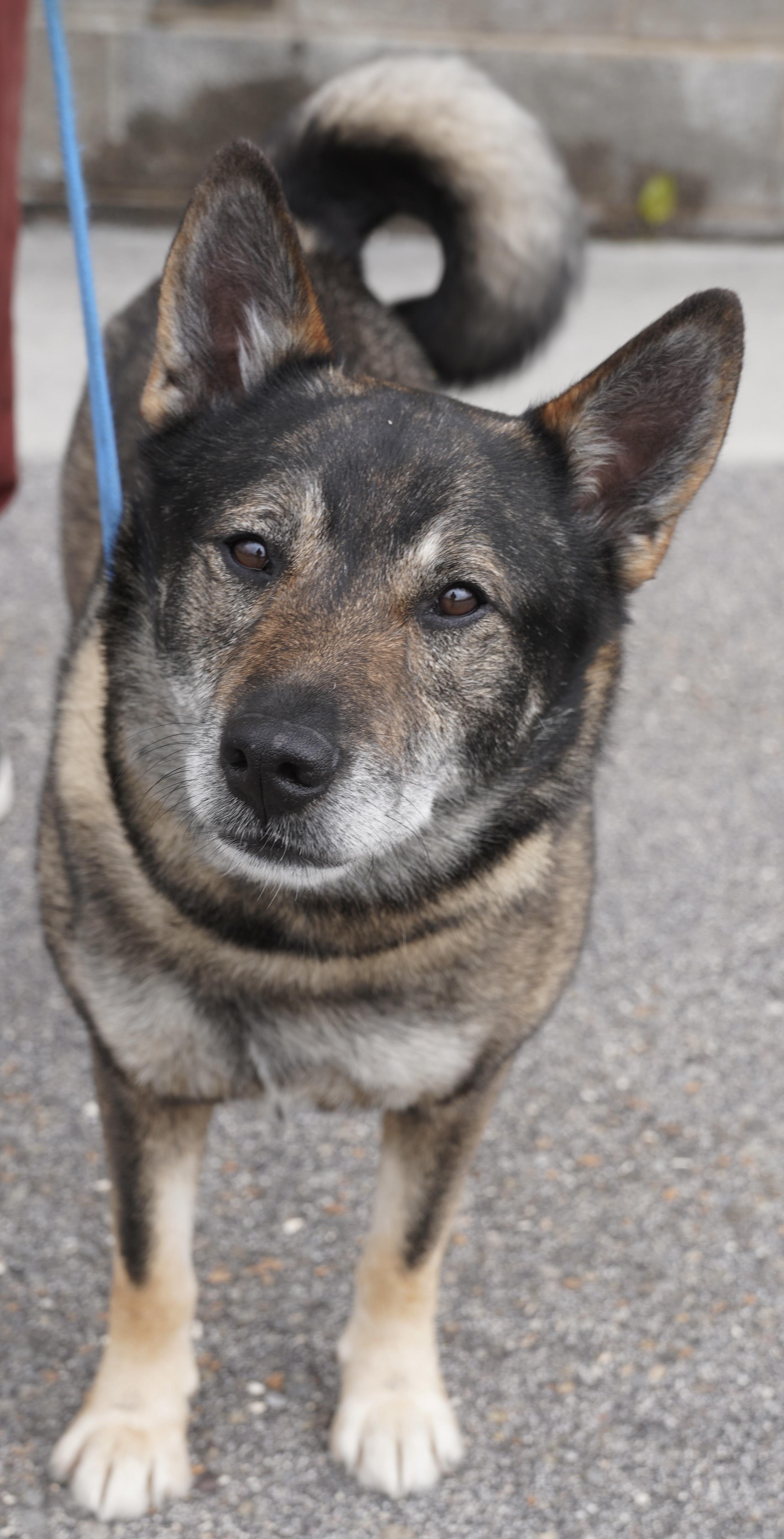 Enlarge Sarge , a ADOPTABLE Norwegian Elkhound in Pottsville, PA image 4/5