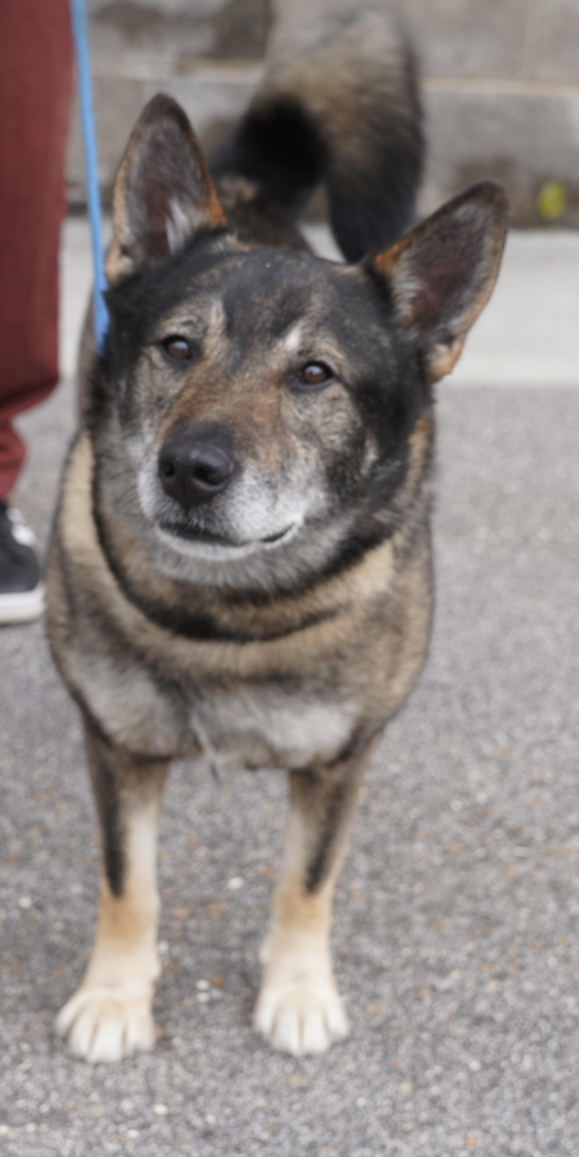 Enlarge Sarge , a ADOPTABLE Norwegian Elkhound in Pottsville, PA image 3/5
