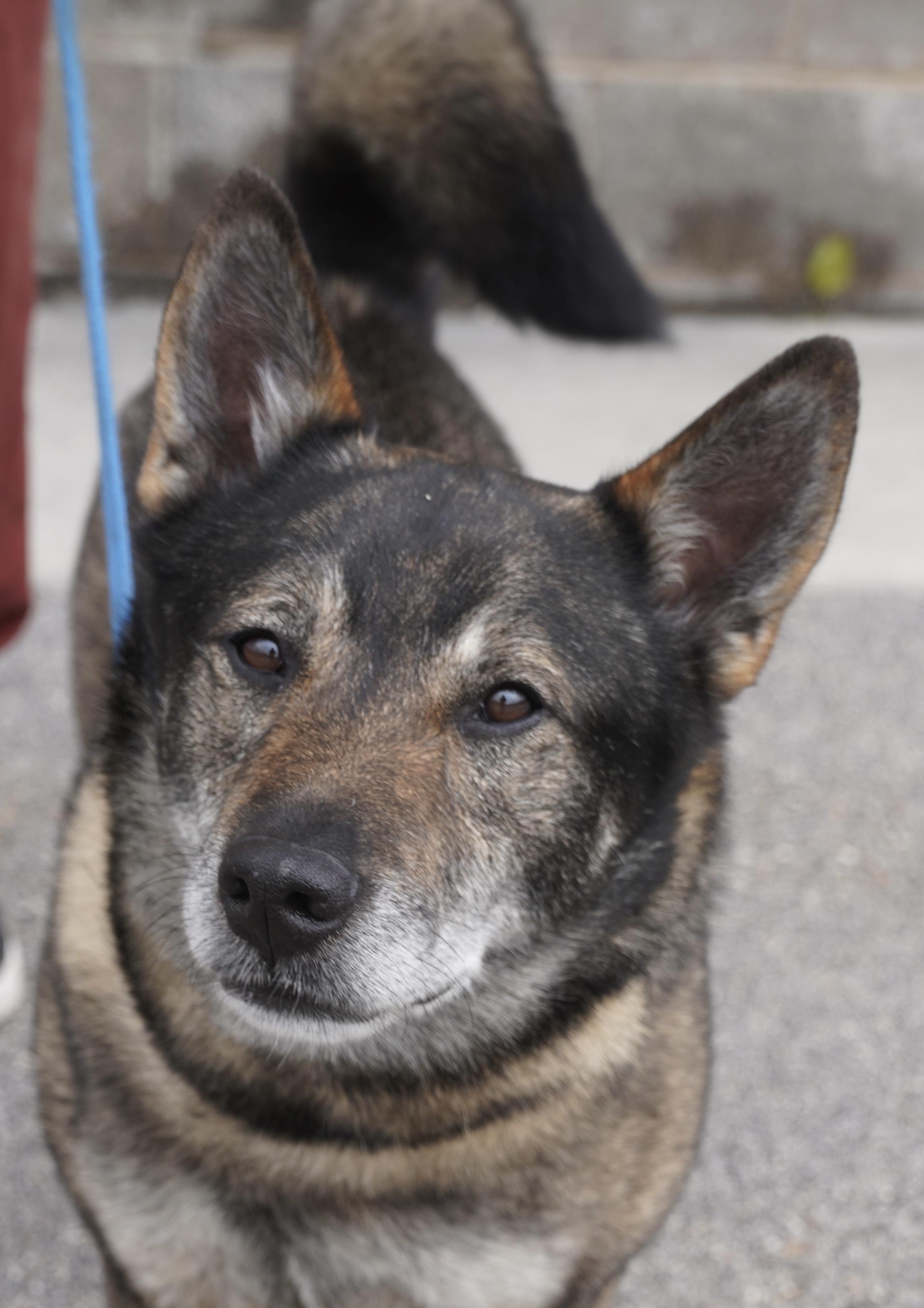 Sarge , ADOPTABLE, Adult Male Norwegian Elkhound.
