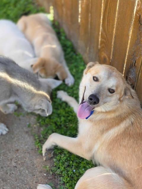 Rikki (CAT FRIENDLY!!), adopted, Young Female Husky.