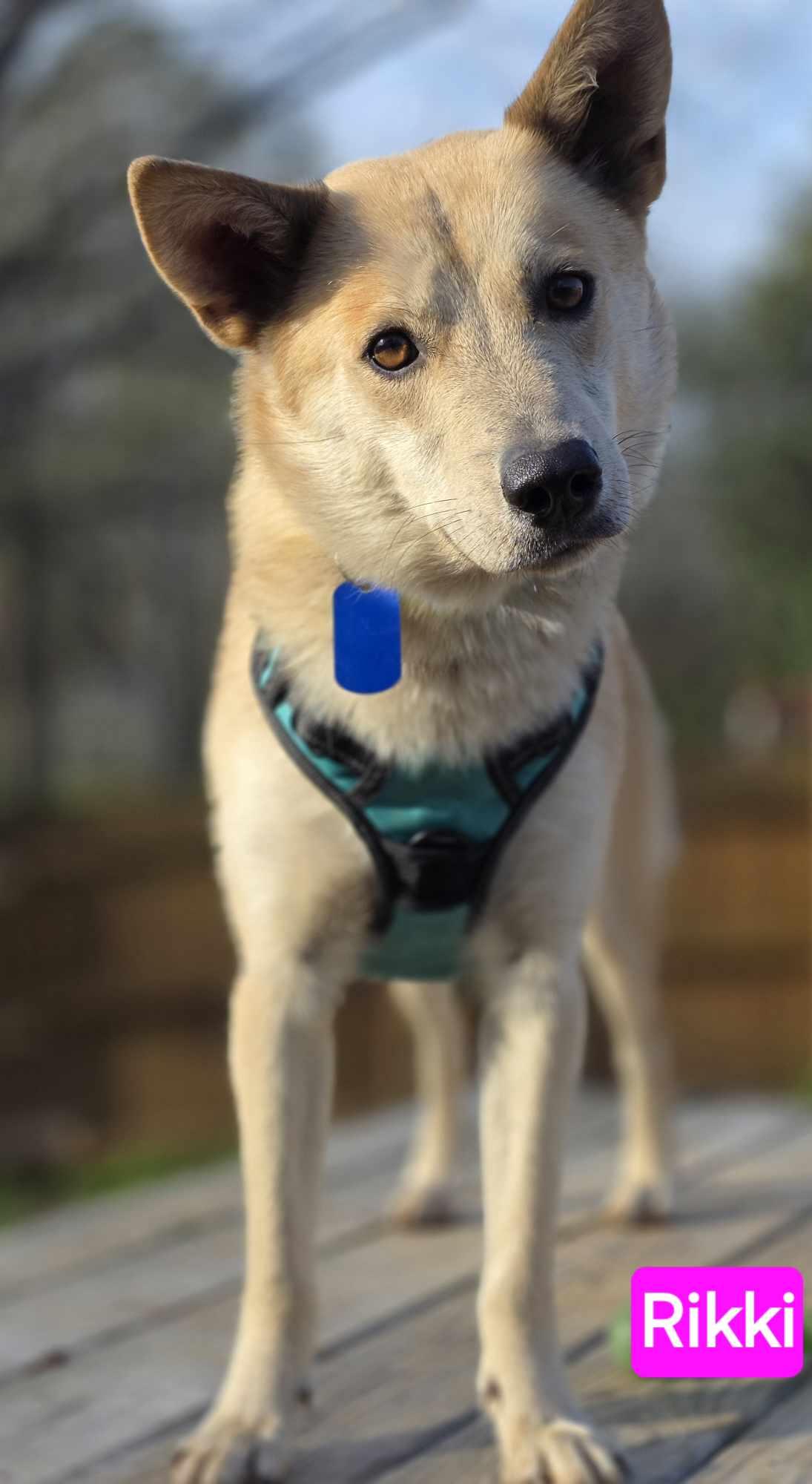 Enlarge Rikki (CAT FRIENDLY!!), an adopted mixed breed in Greeneville, TN image 4/6