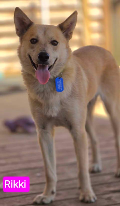 Enlarge Rikki (CAT FRIENDLY!!), an adopted mixed breed in Greeneville, TN image 2/6