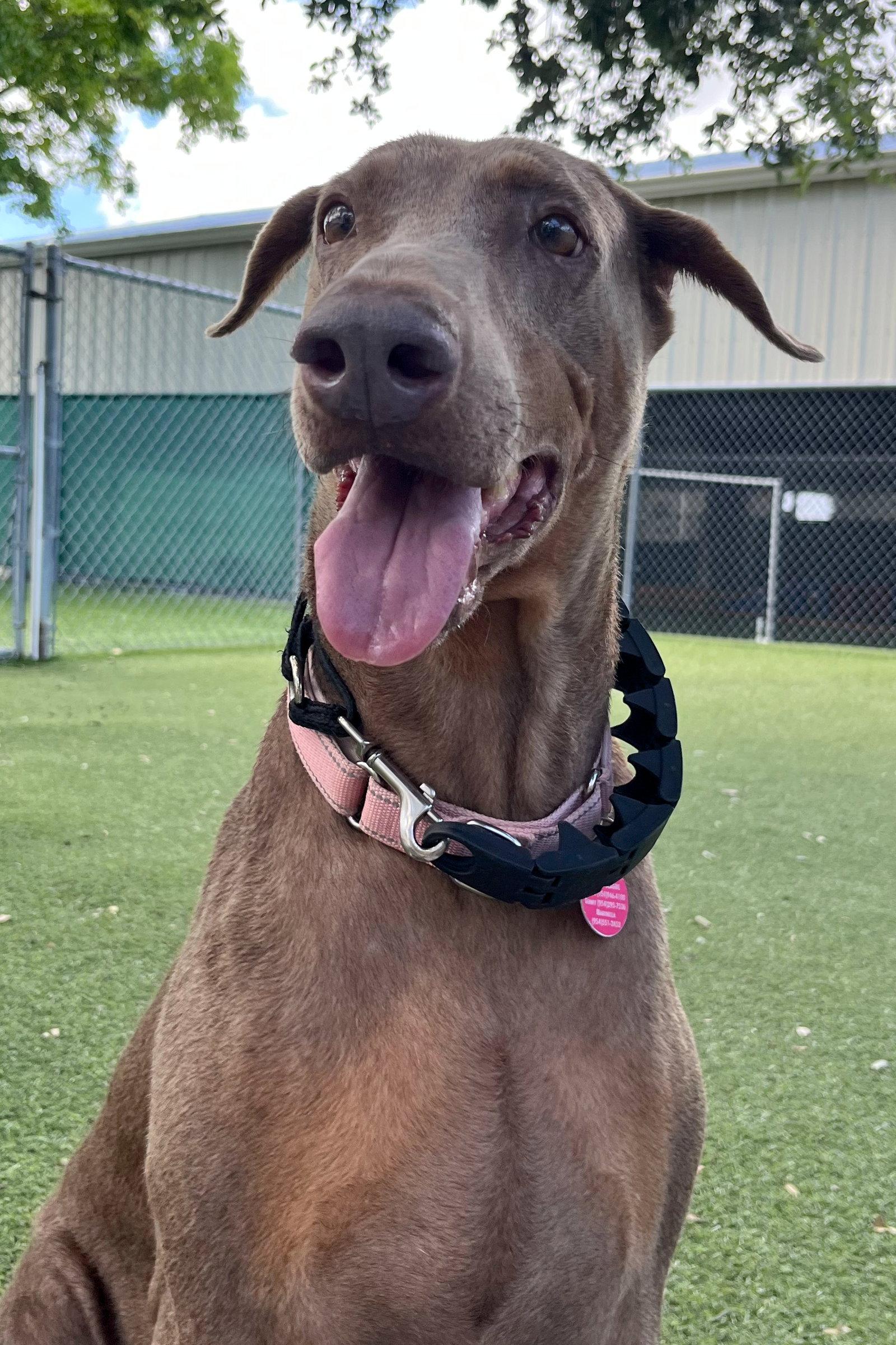 Arya 3541, Adopted, Adult Female Doberman Pinscher.