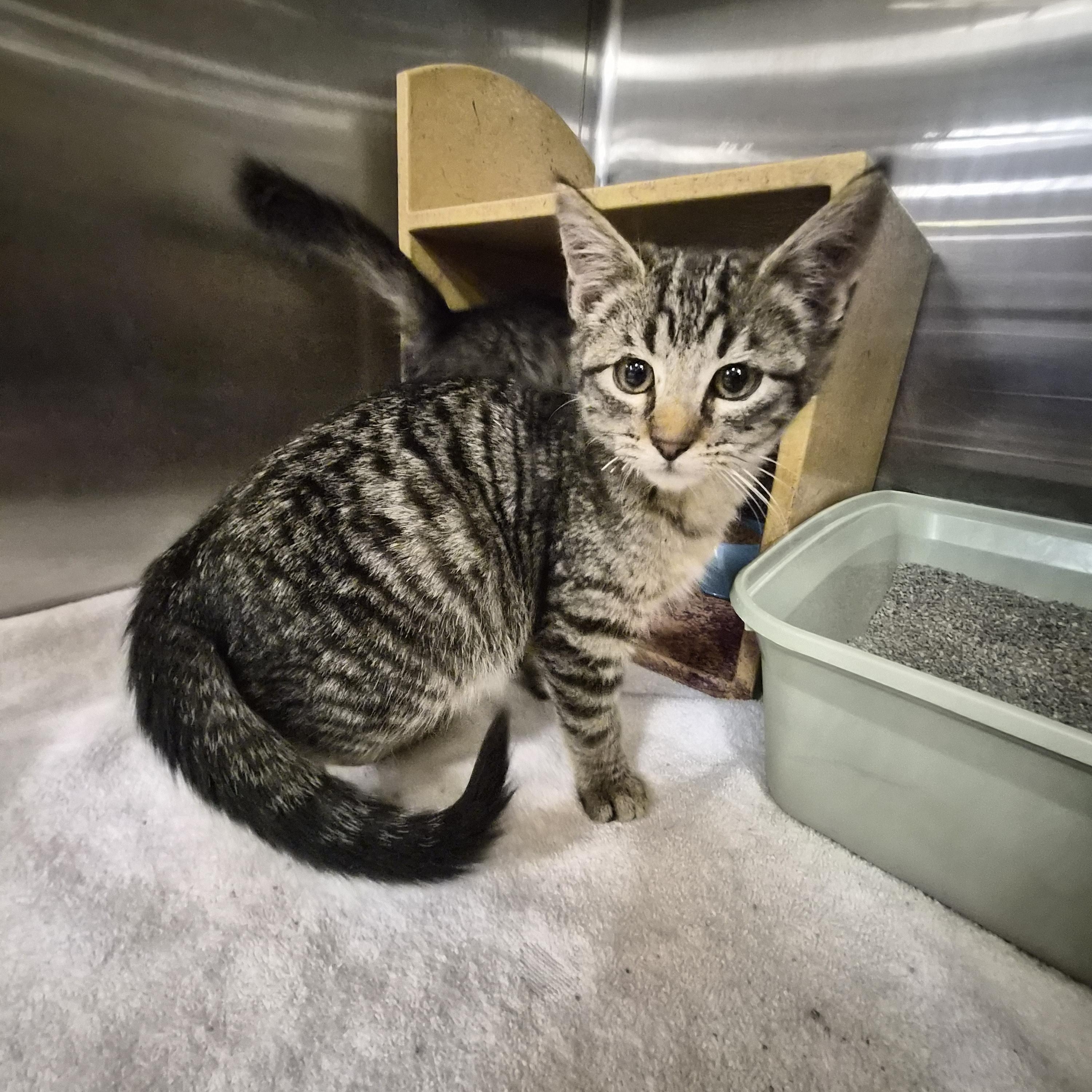 Enlarge Tulsa, a ADOPTABLE Domestic Short Hair in Greeley, CO image 1/2