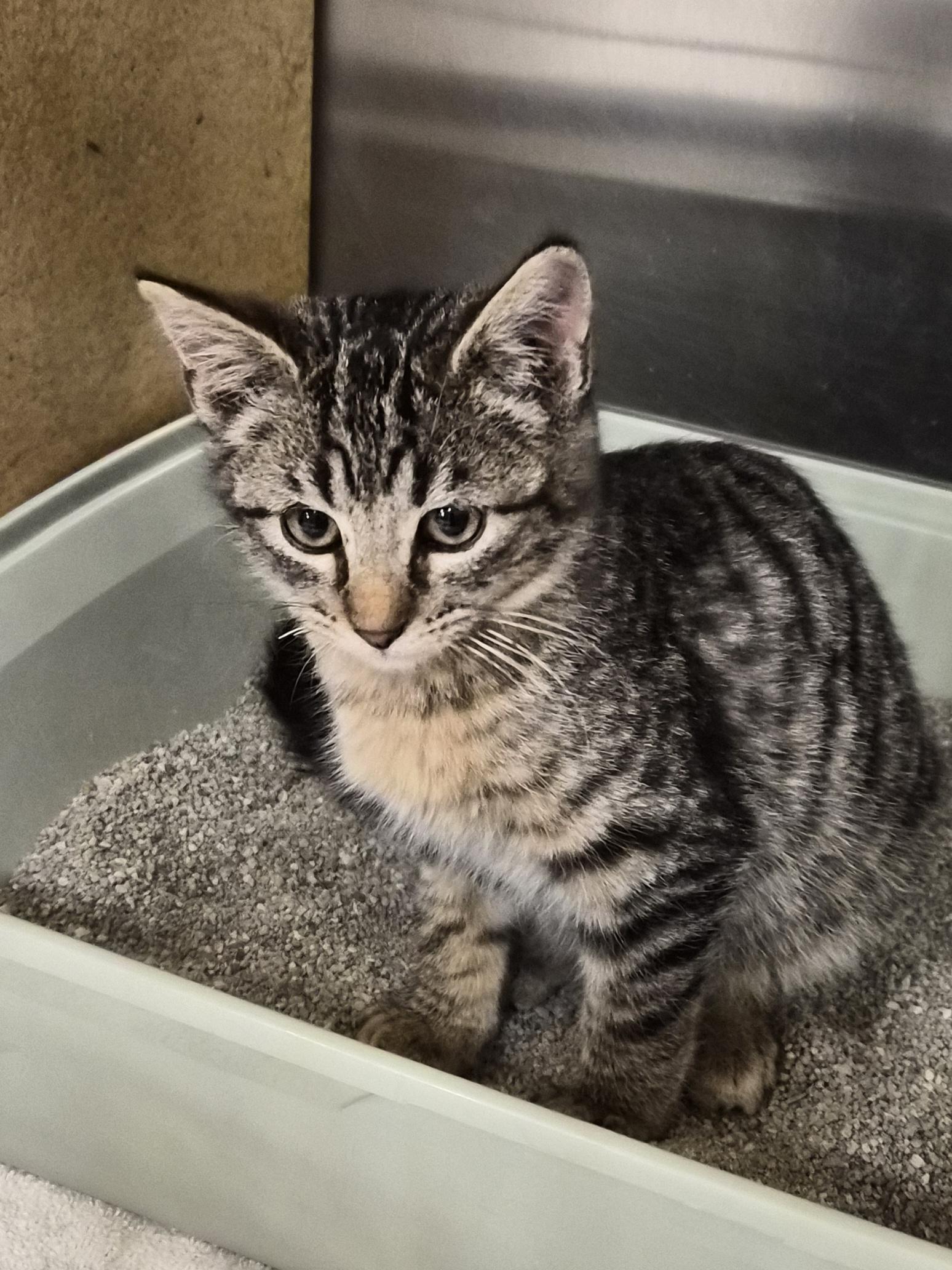 Enlarge Tulsa, a ADOPTABLE Domestic Short Hair in Greeley, CO image 2/2