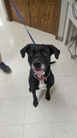 Lillie Rose, ADOPTABLE, Senior Female Black Labrador Retriever.