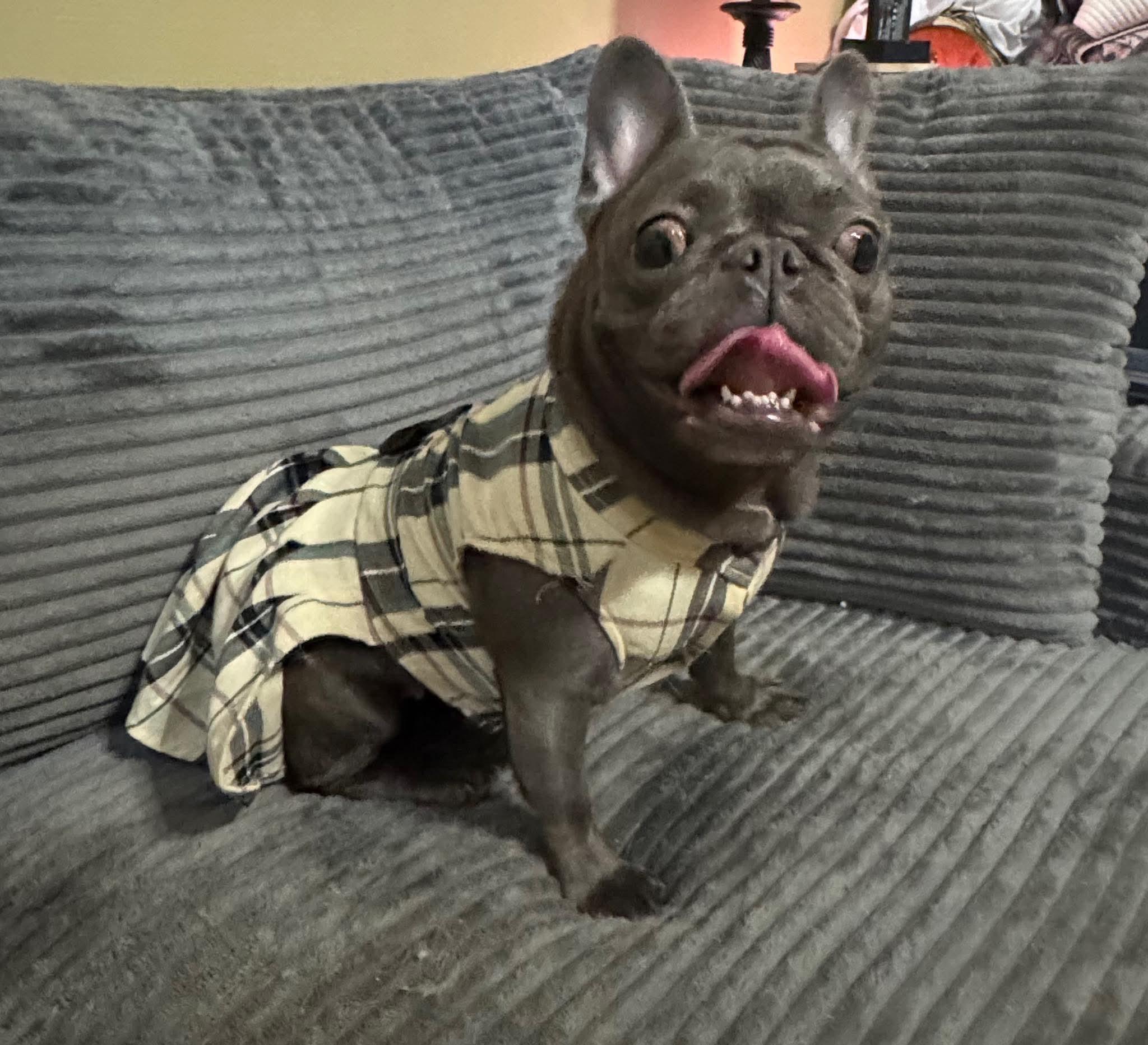 Ida, Adoptable, Adult Female French Bulldog.