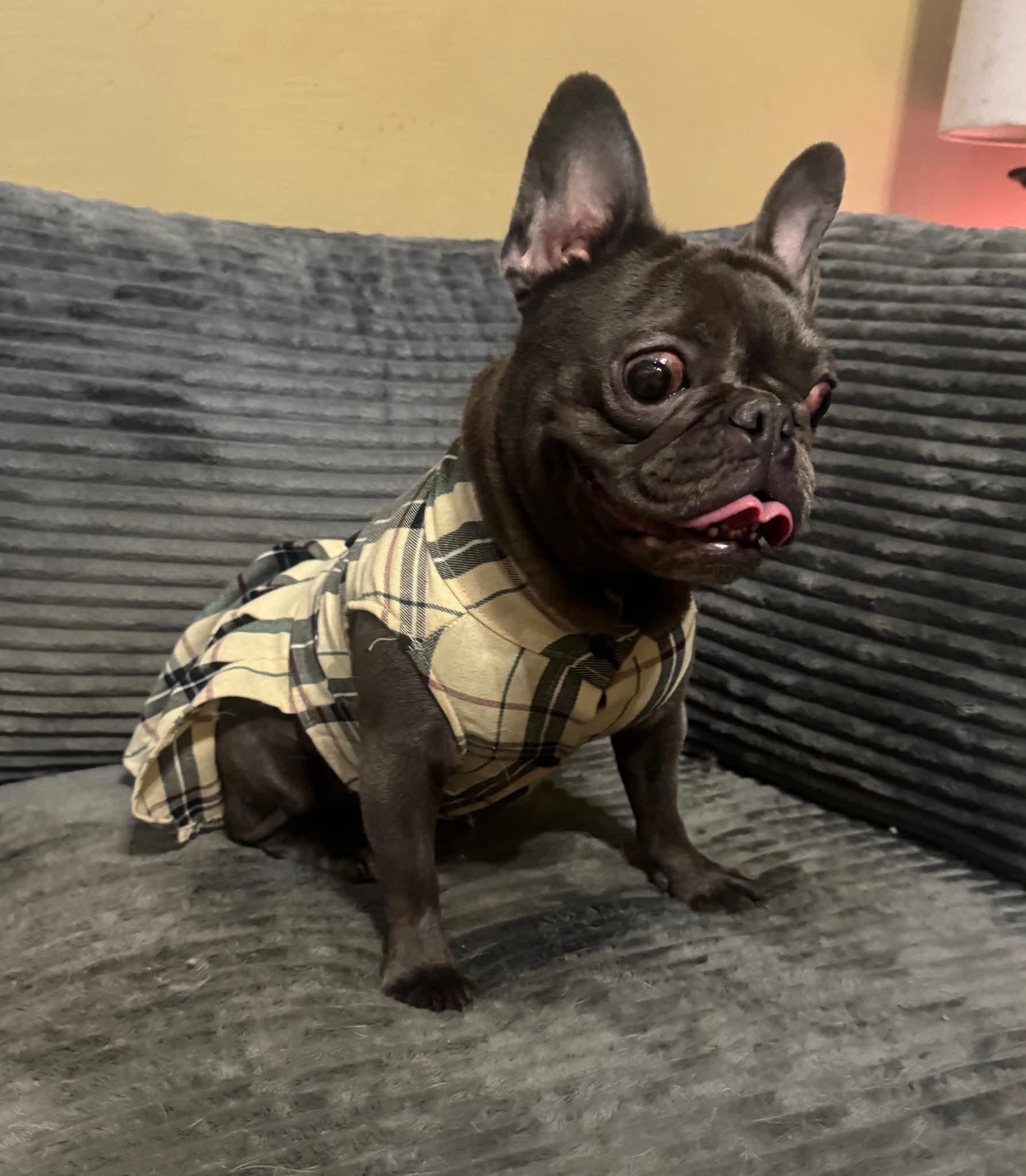 Enlarge Ida, a Adoptable French Bulldog in Richmond, KY image 4/5