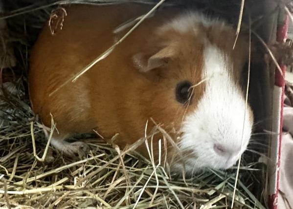Rhino - Companion to Bolt, a Adoptable mixed breed in Stratham, NH image 1/2