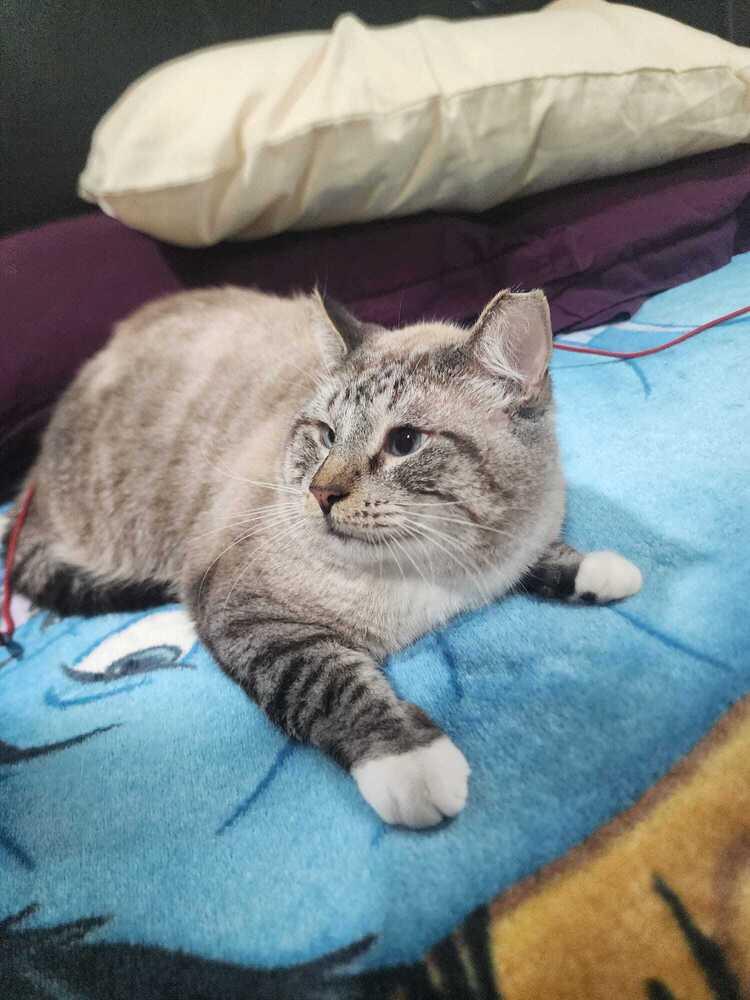 Odin, Adoptable, Adult Male Domestic Short Hair.