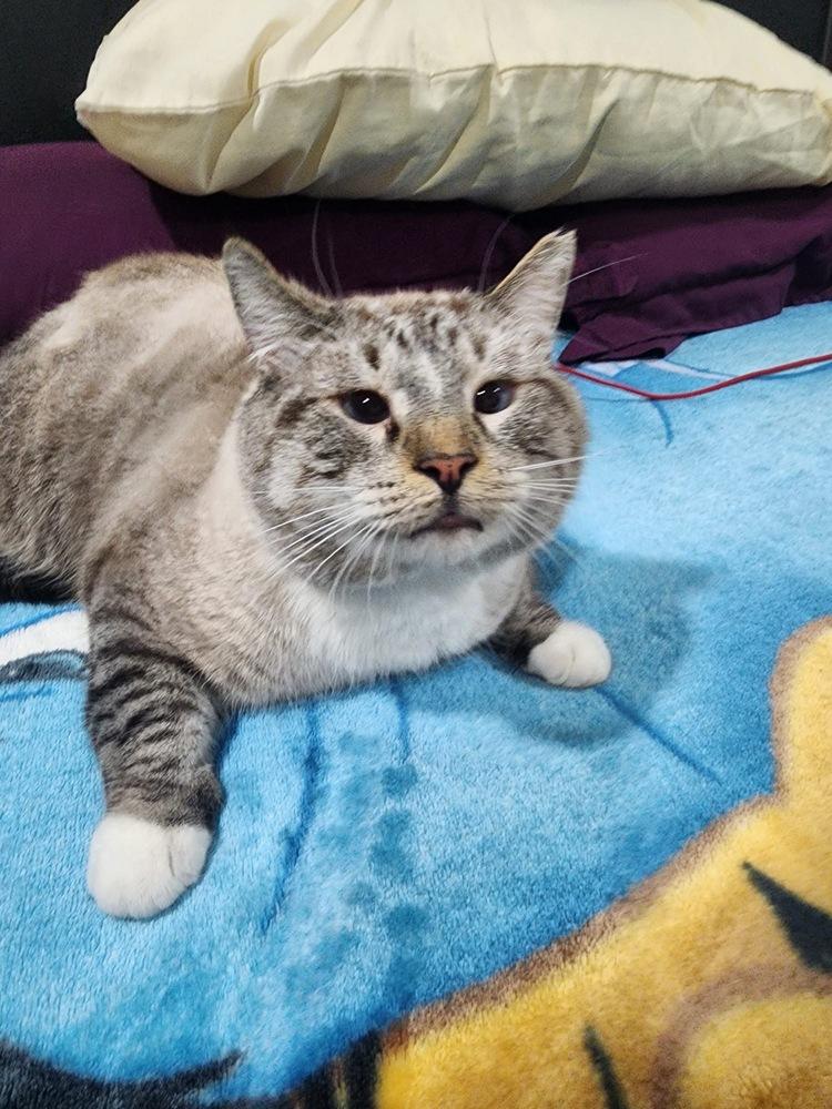 Enlarge Odin, a Adoptable mixed breed in Hudson, NH image 2/3