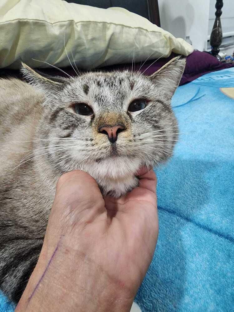 Enlarge Odin, a Adoptable mixed breed in Hudson, NH image 3/3