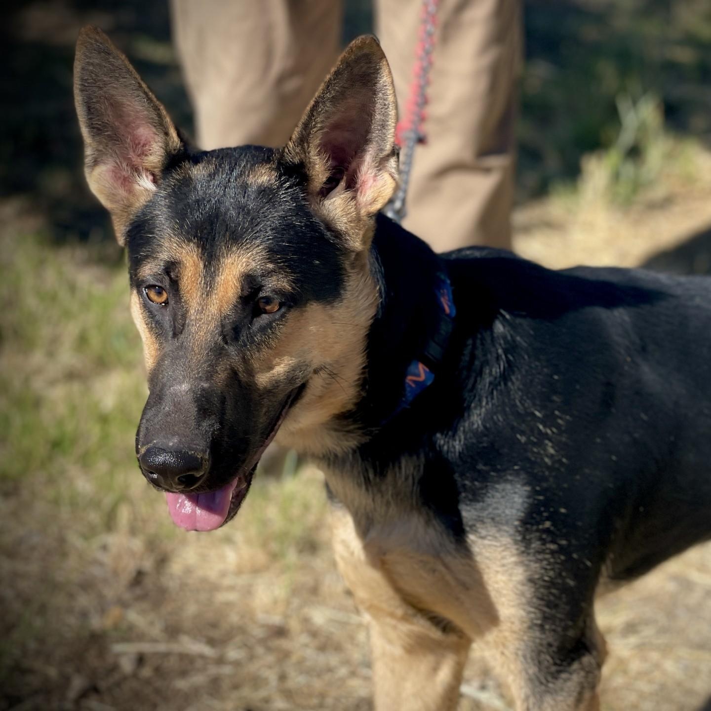 Joey, an adopted German Shepherd Dog in San Andreas, CA image 4/4
