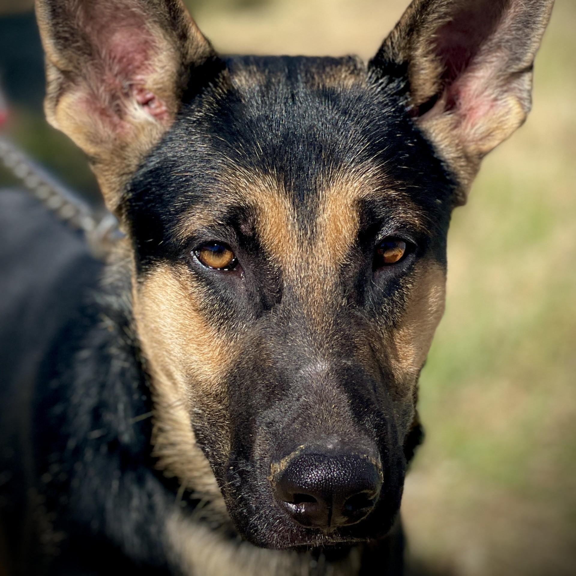 Joey, an adopted German Shepherd Dog in San Andreas, CA image 3/4