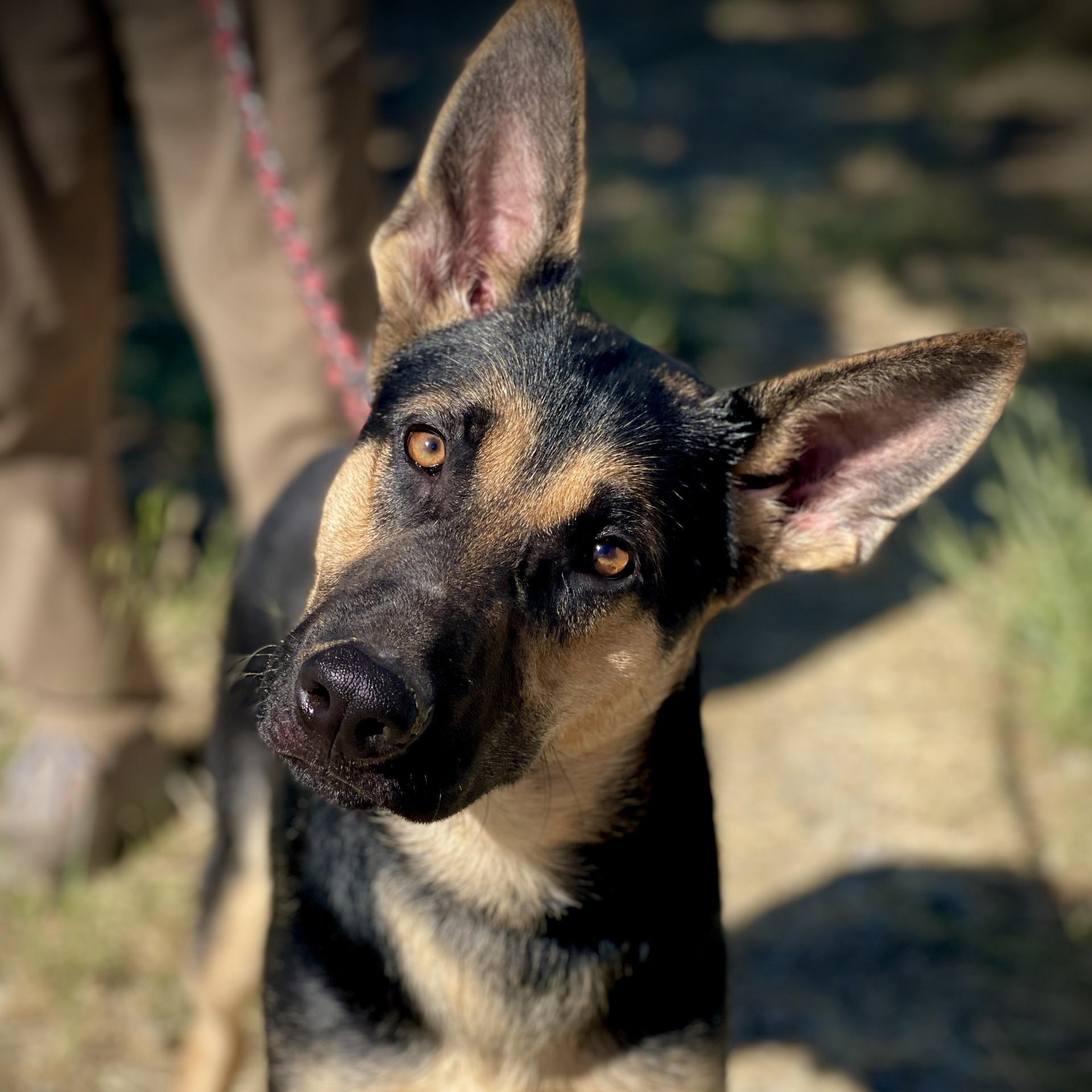 Joey, adopted, Young Male German Shepherd Dog.