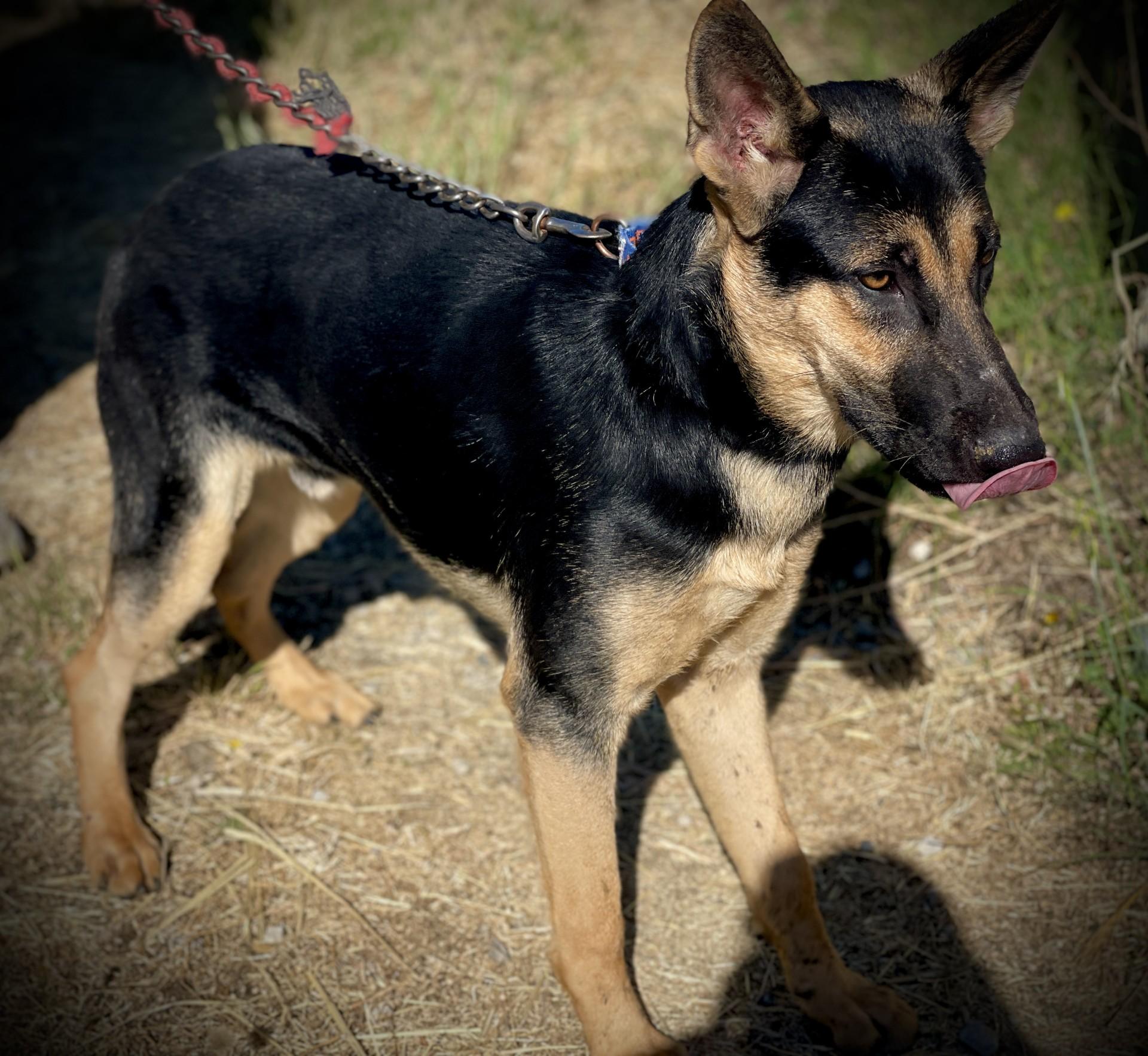 Joey, an adopted German Shepherd Dog in San Andreas, CA image 2/4