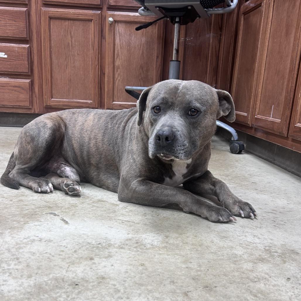 Roy- 052002T, a Adoptable mixed breed in Tupelo, MS image 1/3